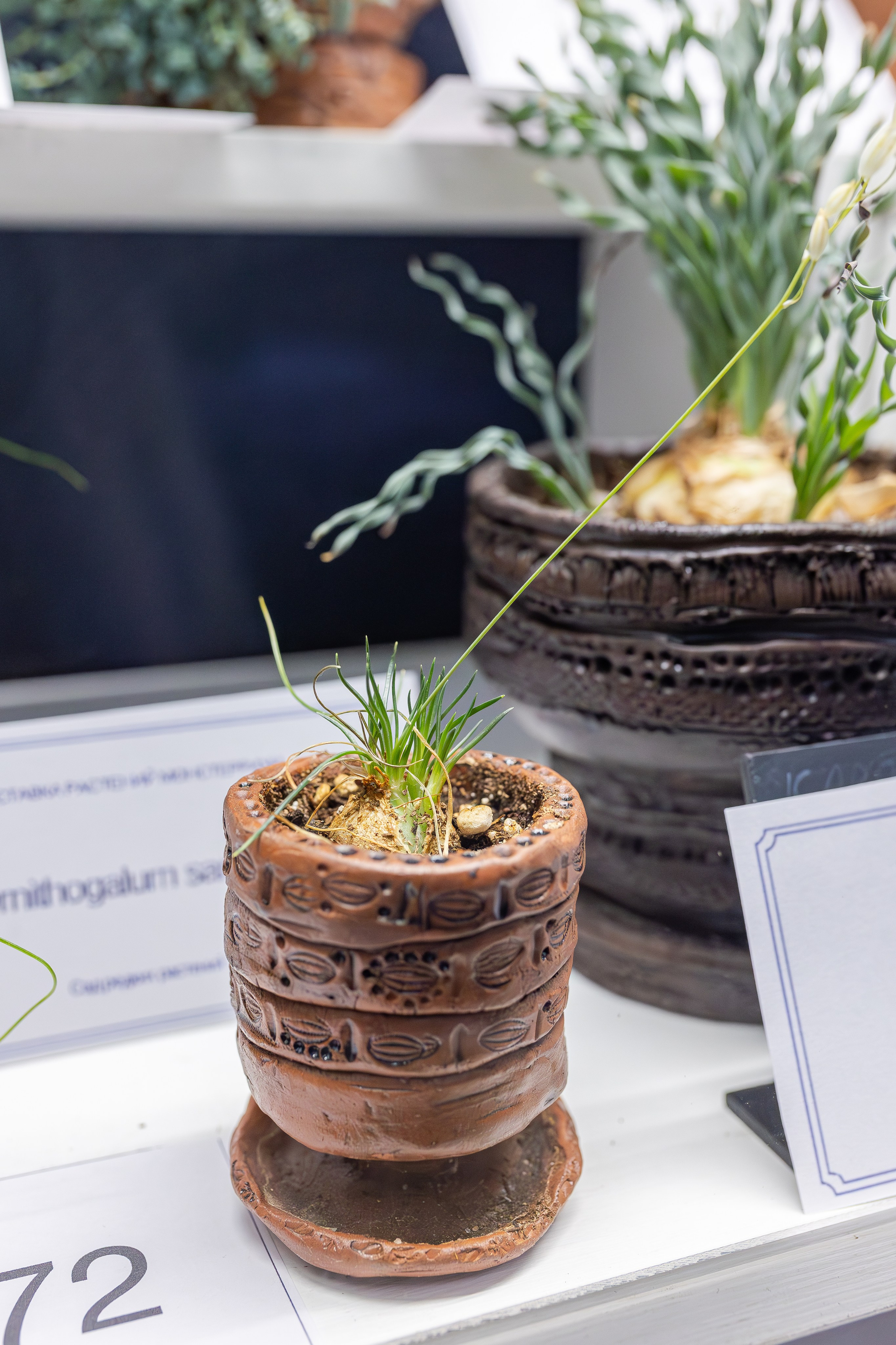 Монстериум апрель 2026. Александра Куликова фотограф, Москва