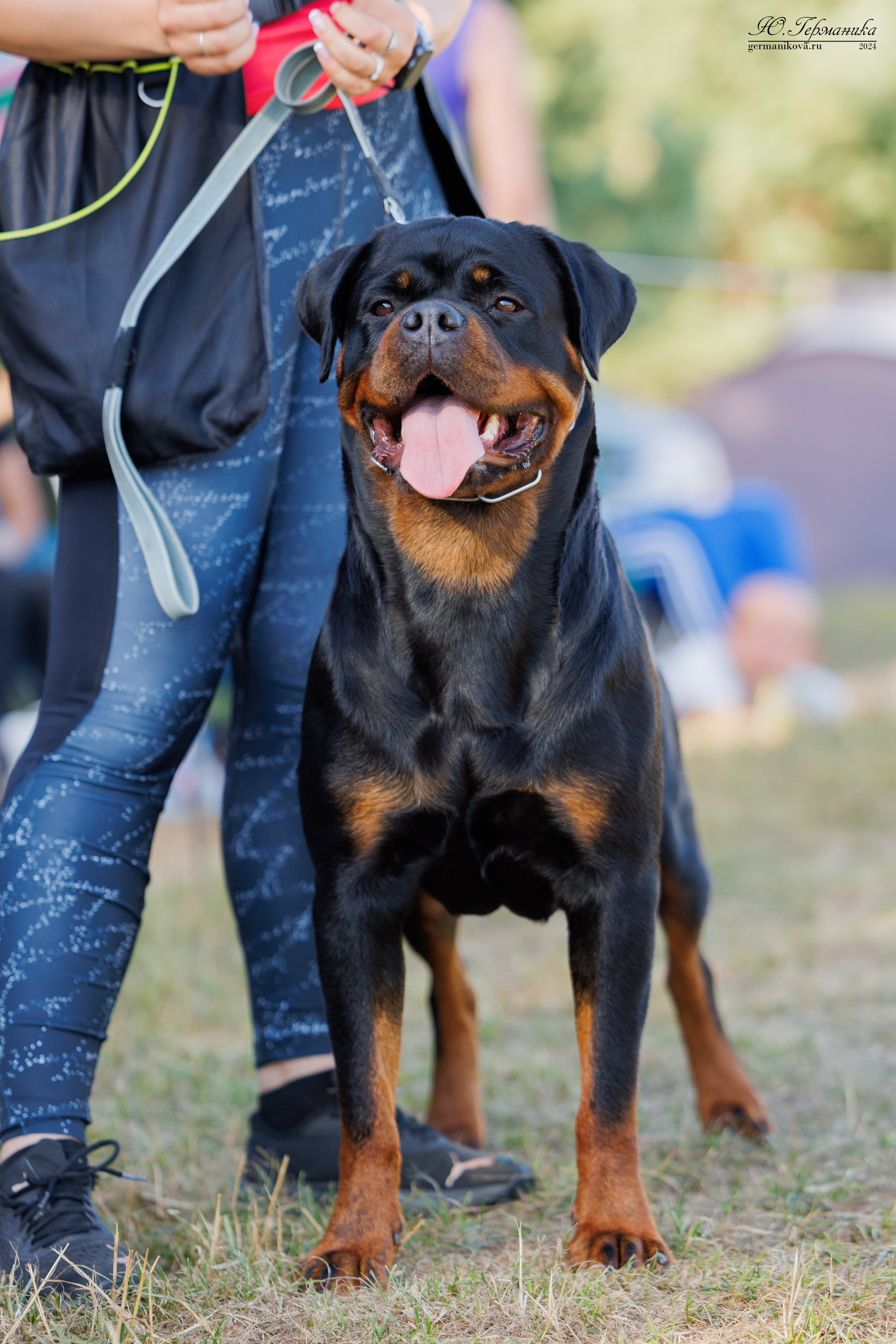 ПК и КЧК ротвейлеры Тверь 6-7.07.2024. Фотограф-анималист Юлия Германика