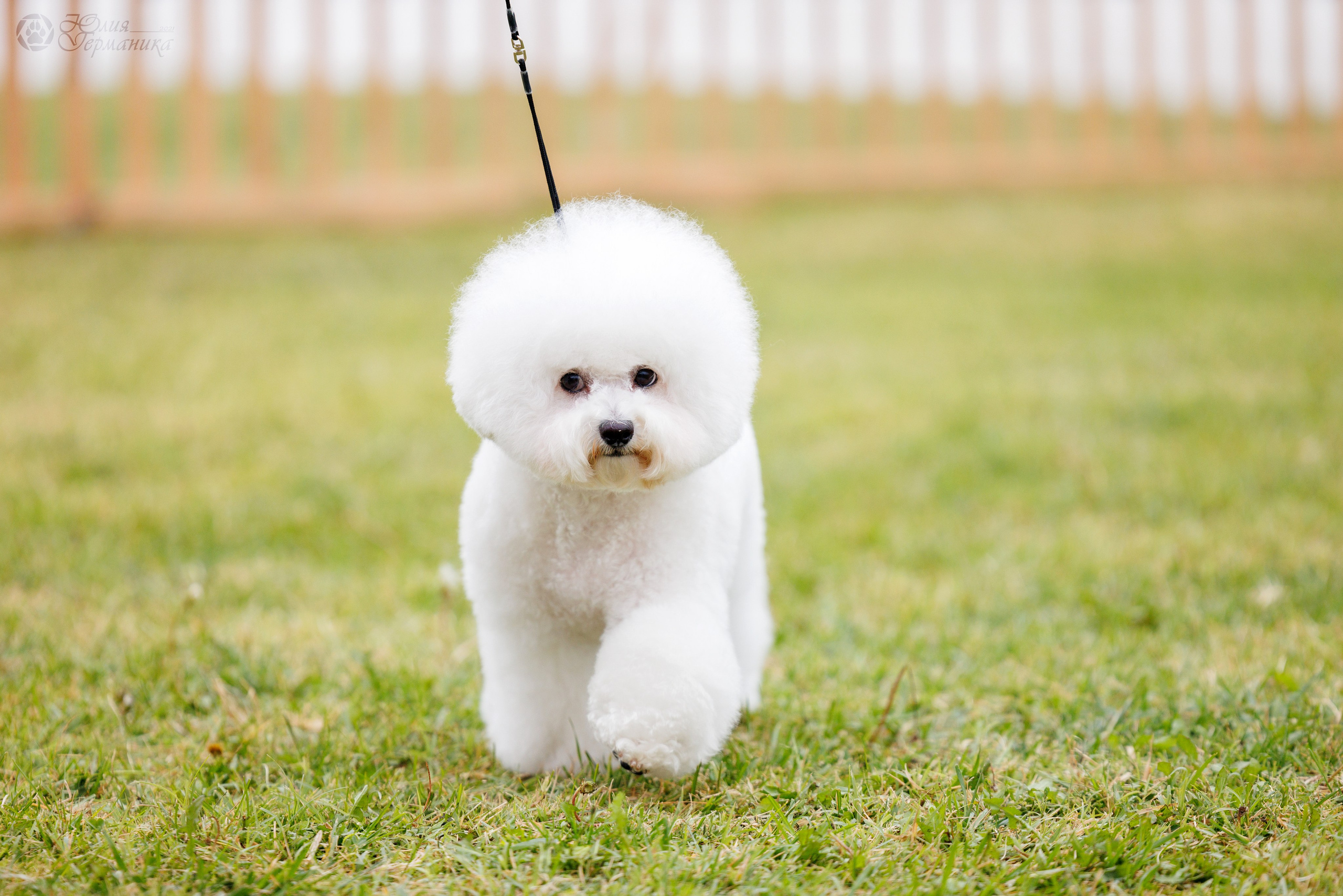 Армения,Ереван 3хCACIB 15-17.10.2024. Фотограф-анималист Юлия Германика