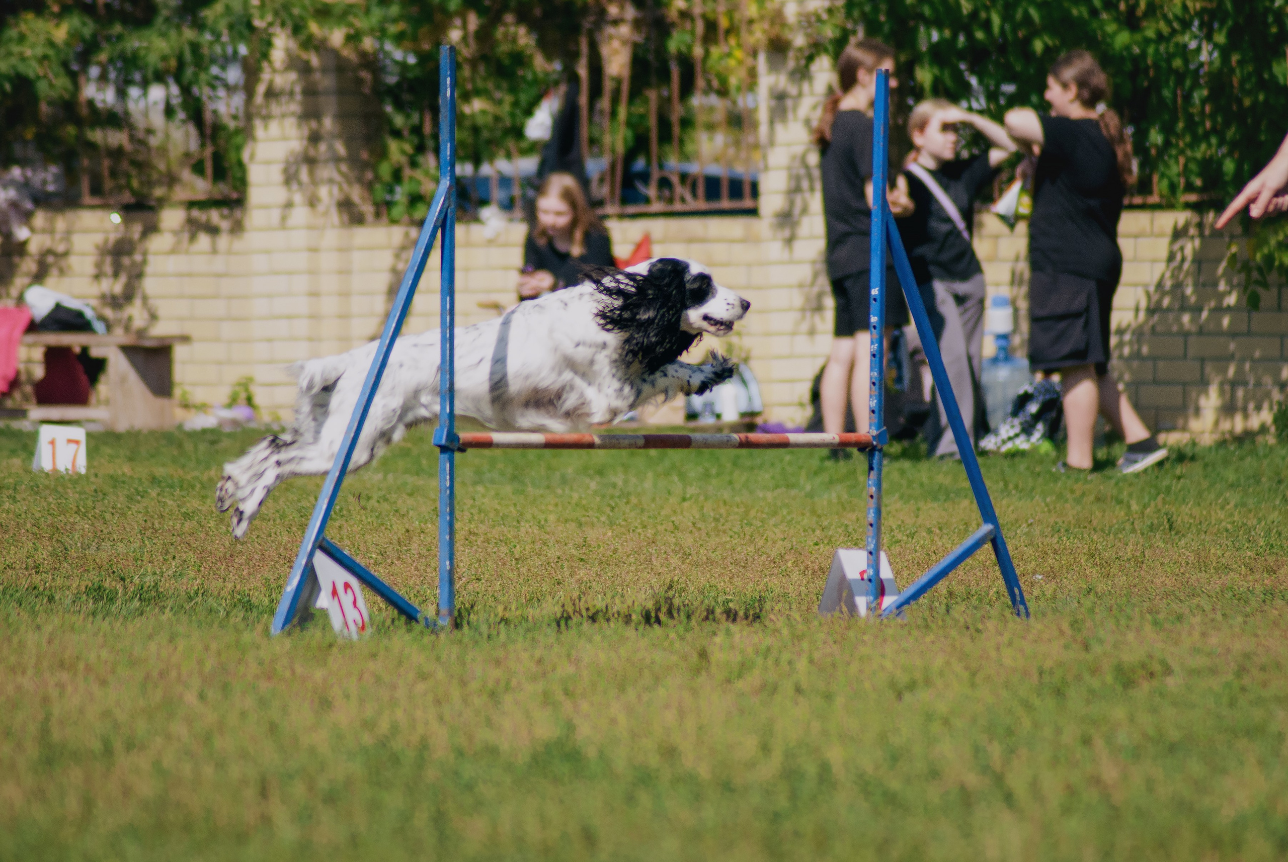 Аджилити. Фотограф в Тюмени Лизавета Сапицкая