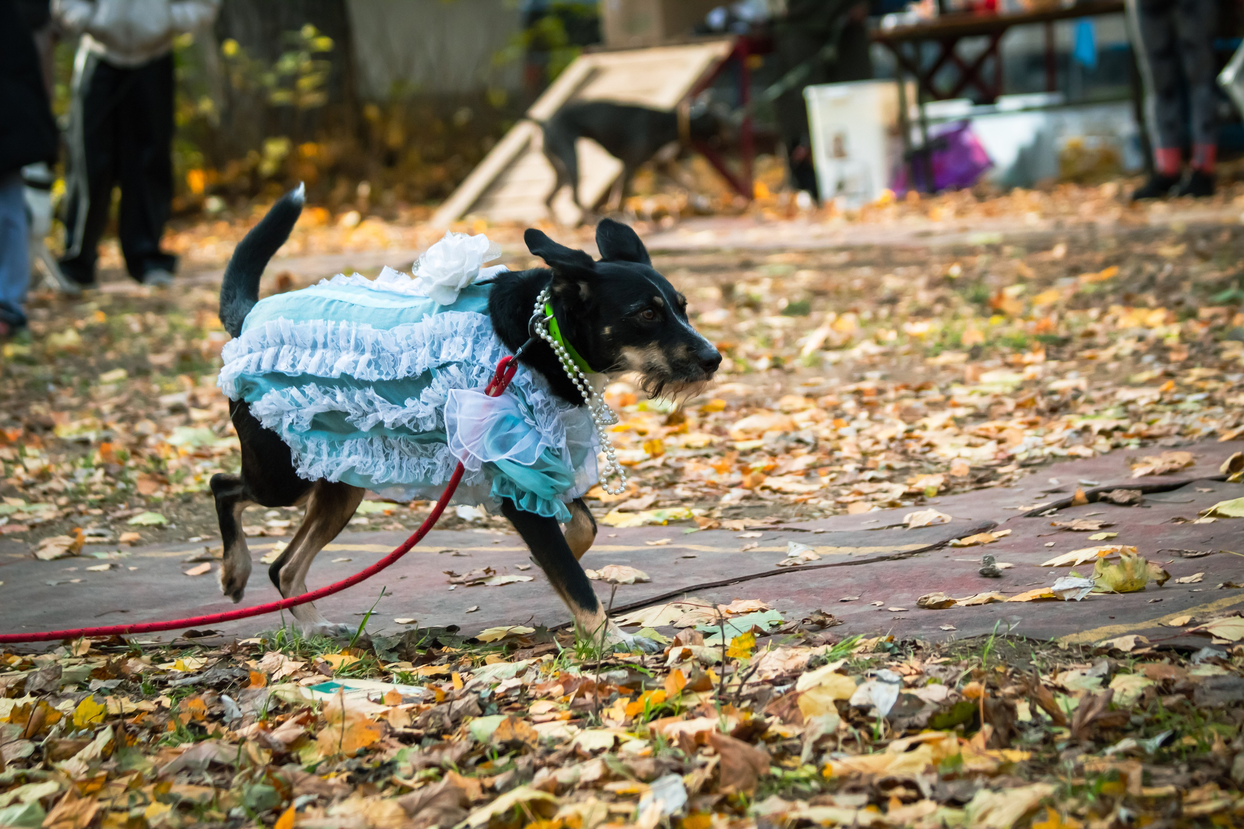 Костюмированный парад собак. Фотограф анималист — Тула, Москва