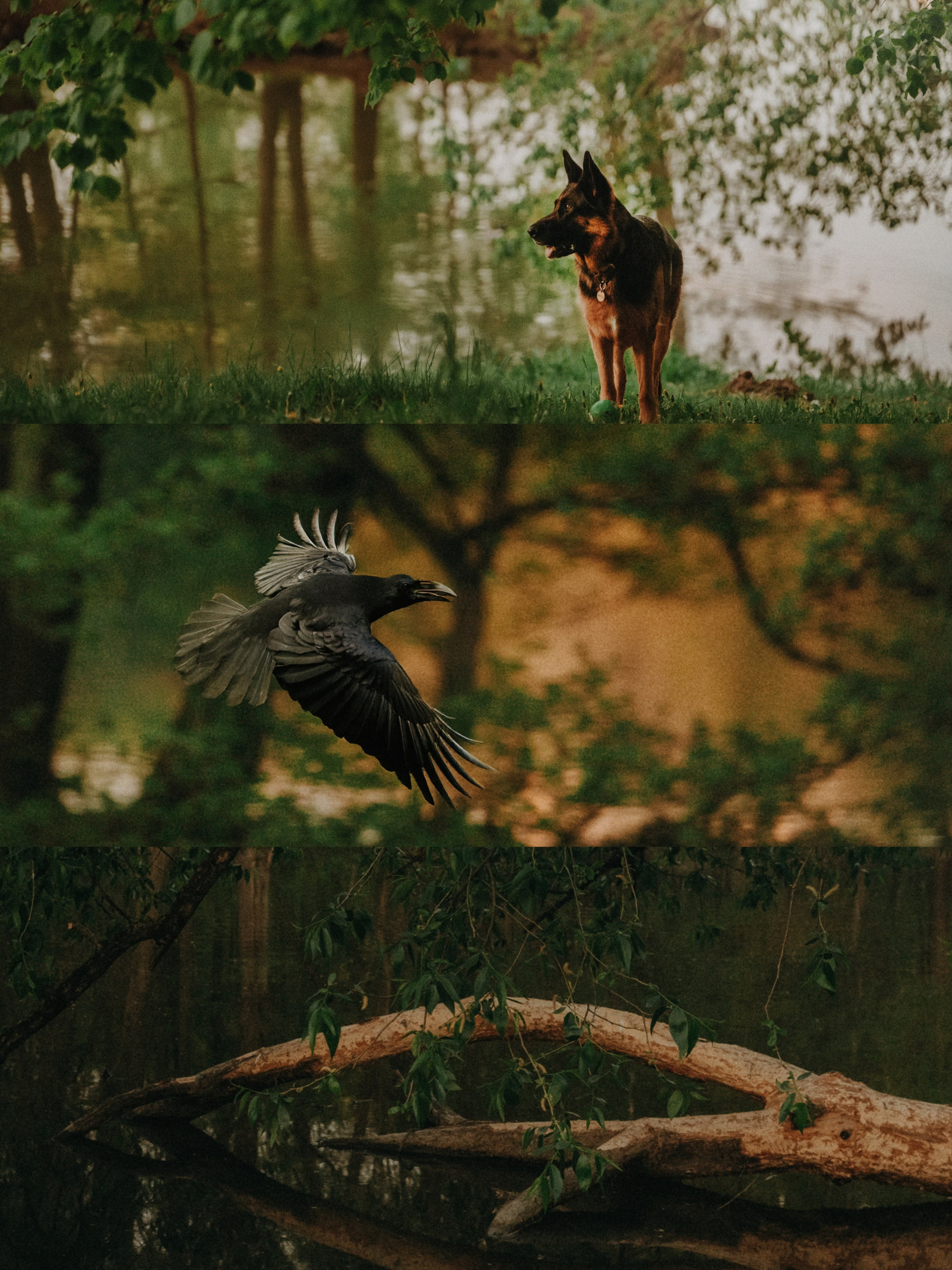 Людмила и Марта. Фотограф анималист в Москве и Санкт-Петербурге Свиридова Анна