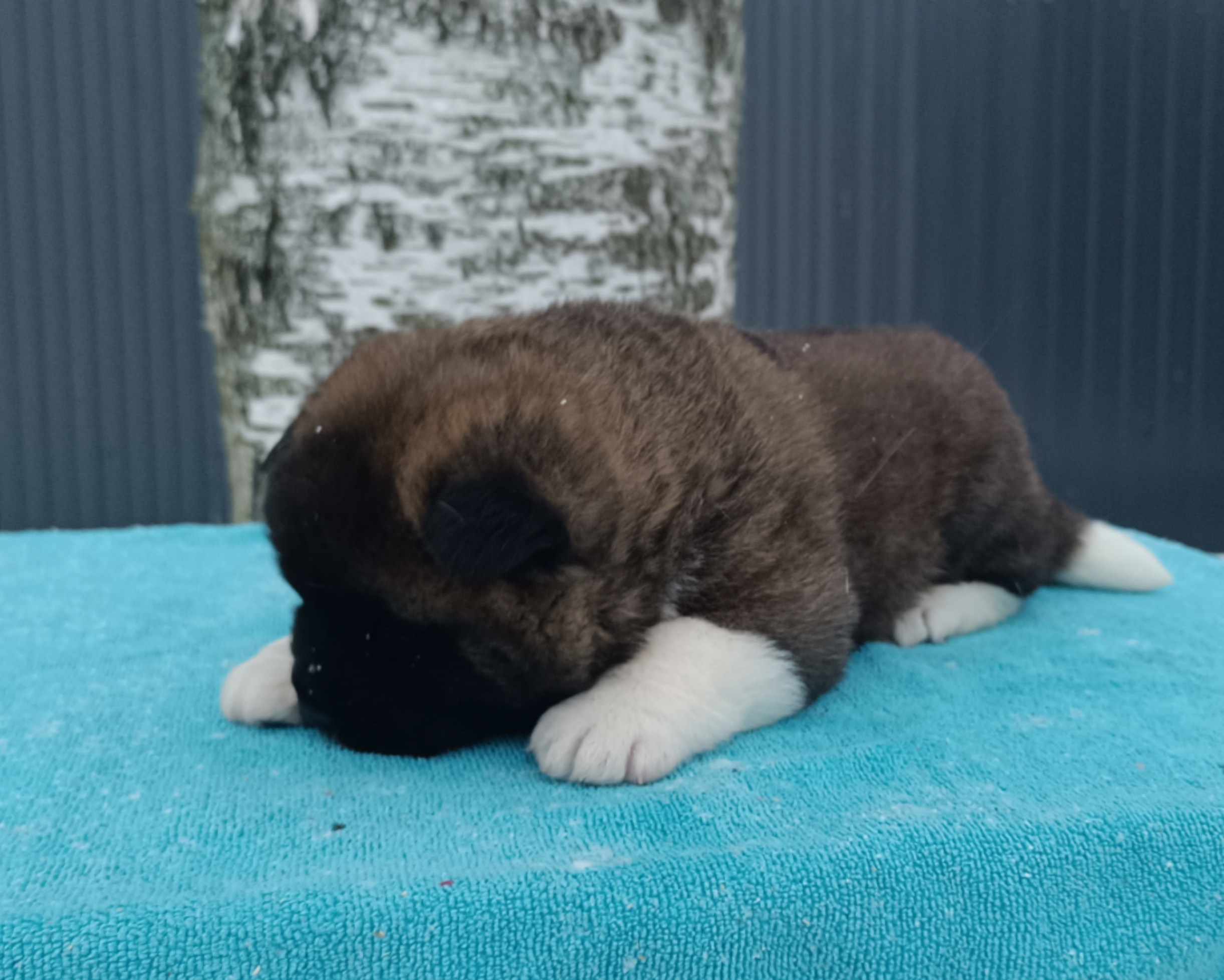 Американская акита  щенки питомник Санкт-Петербург клубные щенки Американская акита питомник RUBYLIGHT Рубилайт купить щенка американской акиты