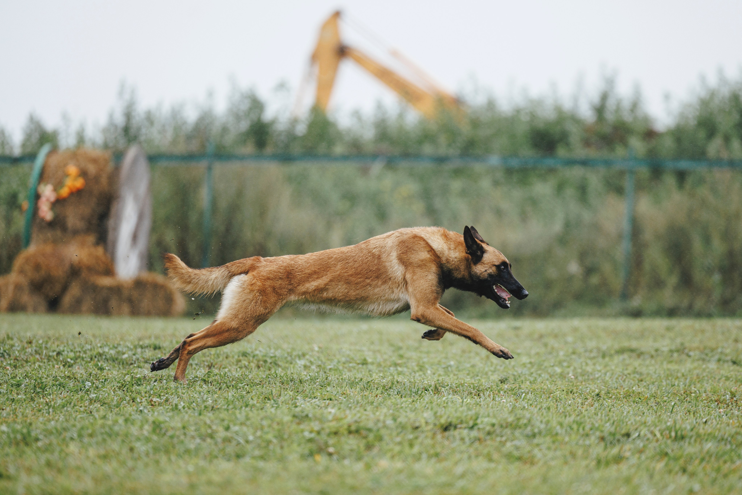 08.08.25-10.08.25 ЧР по мондьорингу г. Вологда. Фотограф-анималист Анна Маринич