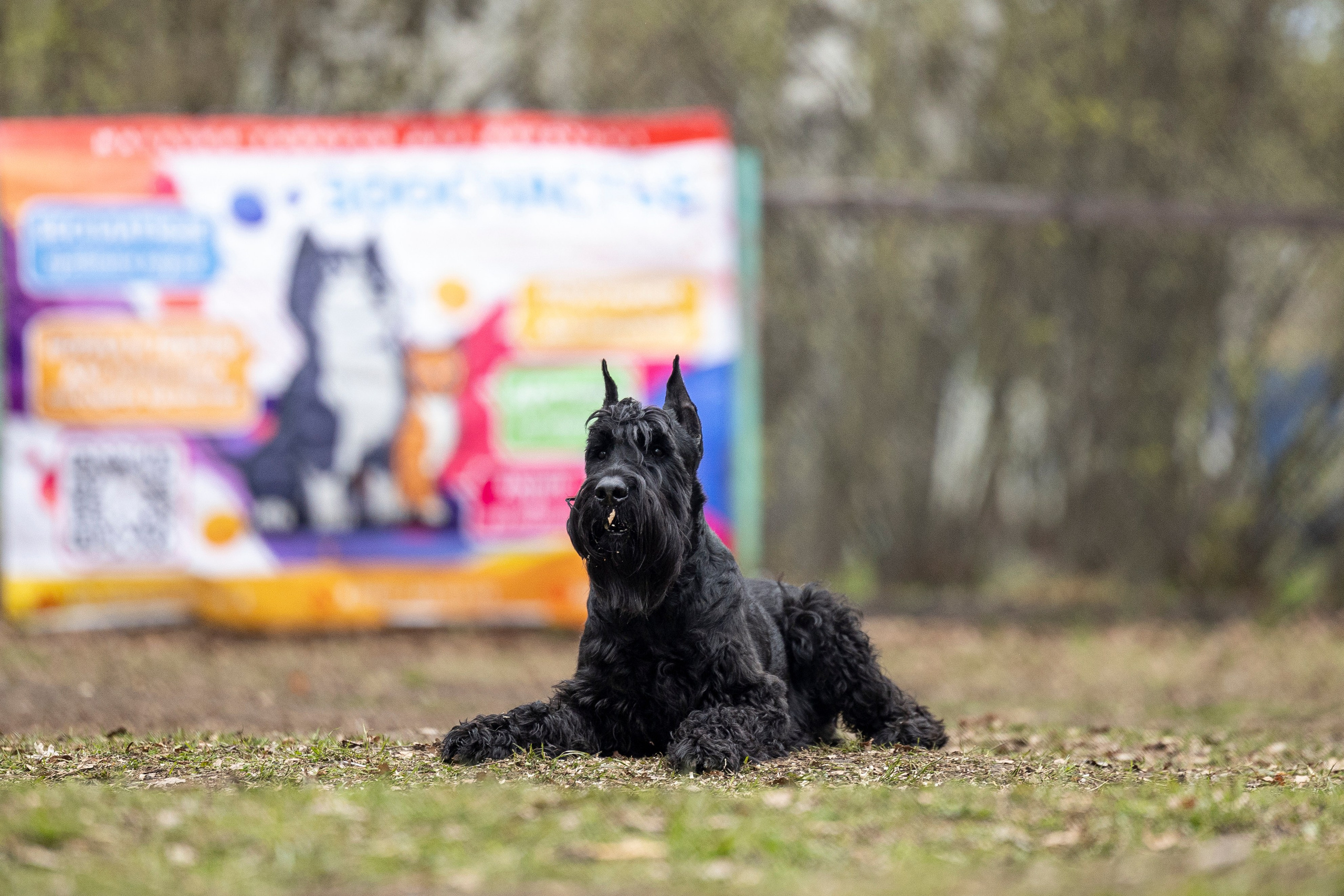 Квалификационные состязания по мондьорингу г. Вологда 11.05.24. Фотограф-анималист Анна Маринич