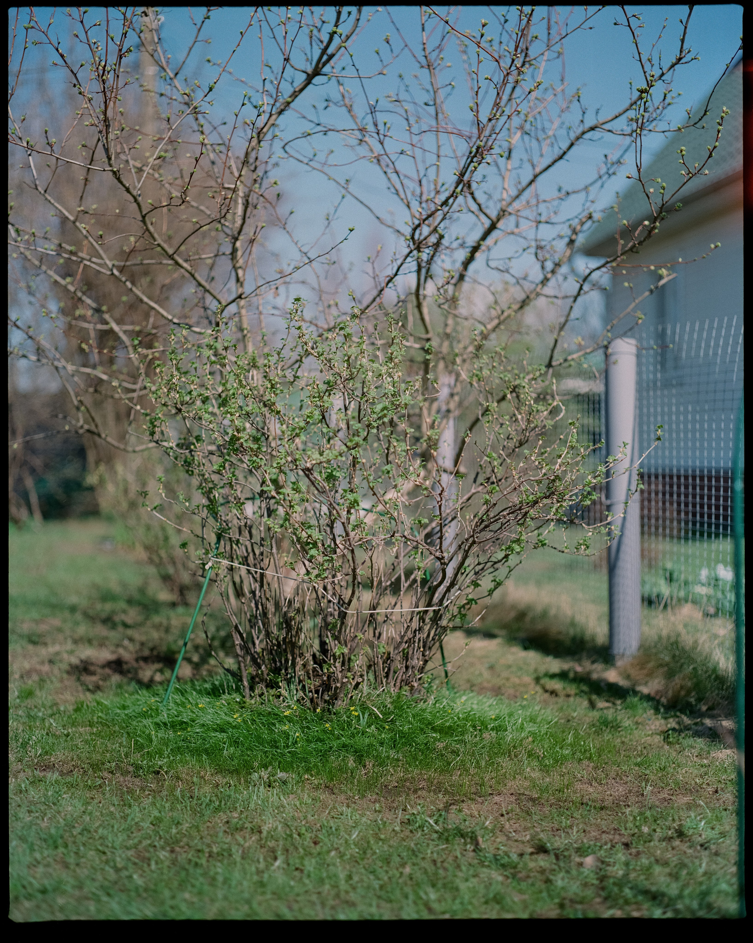 Pentax 67 — SMC Pentax 67 105 mm f/2.4 | Fujicolor Pro 400H | Давыдовское 3 мая 2025 года