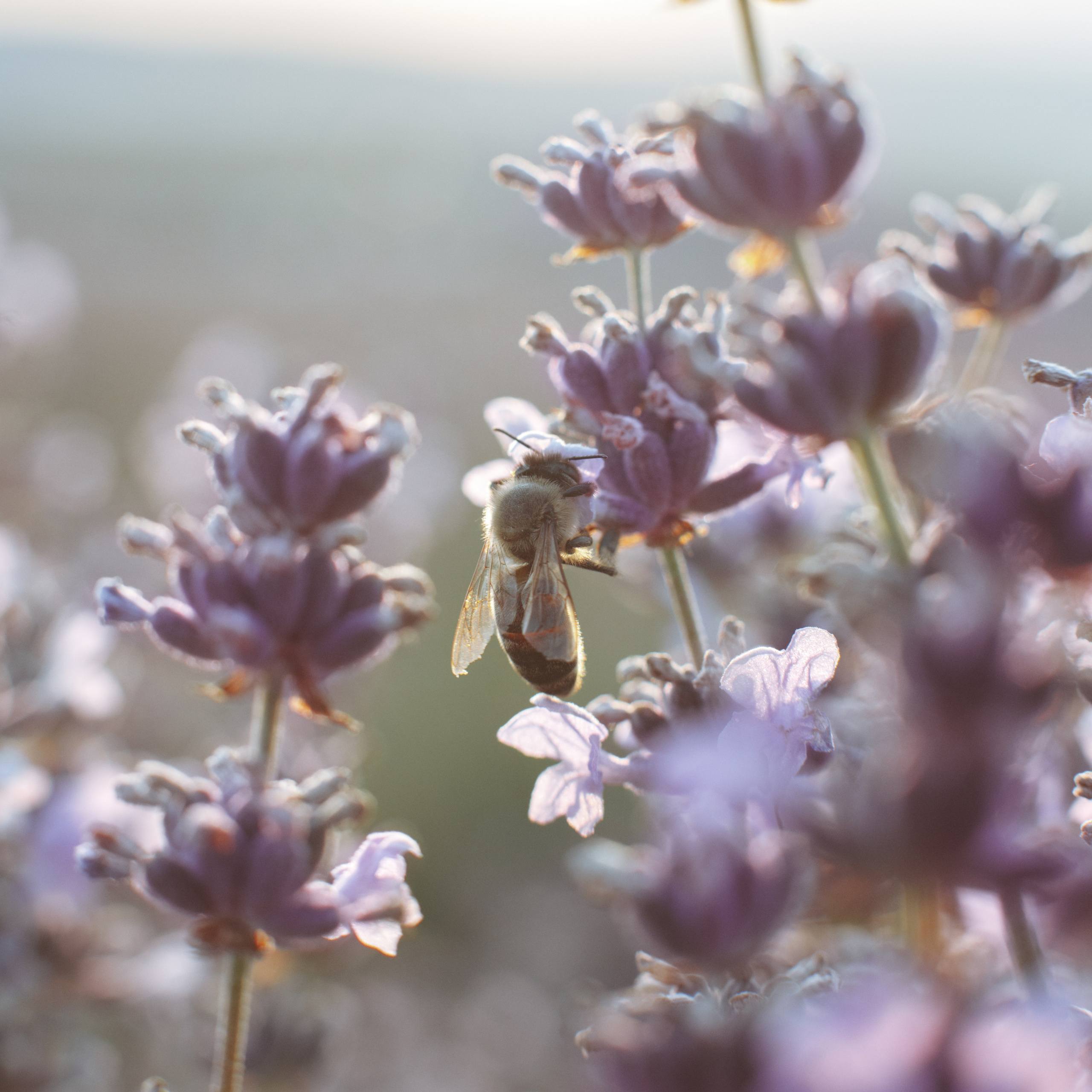 Nature. Артем Корнев Фотограф