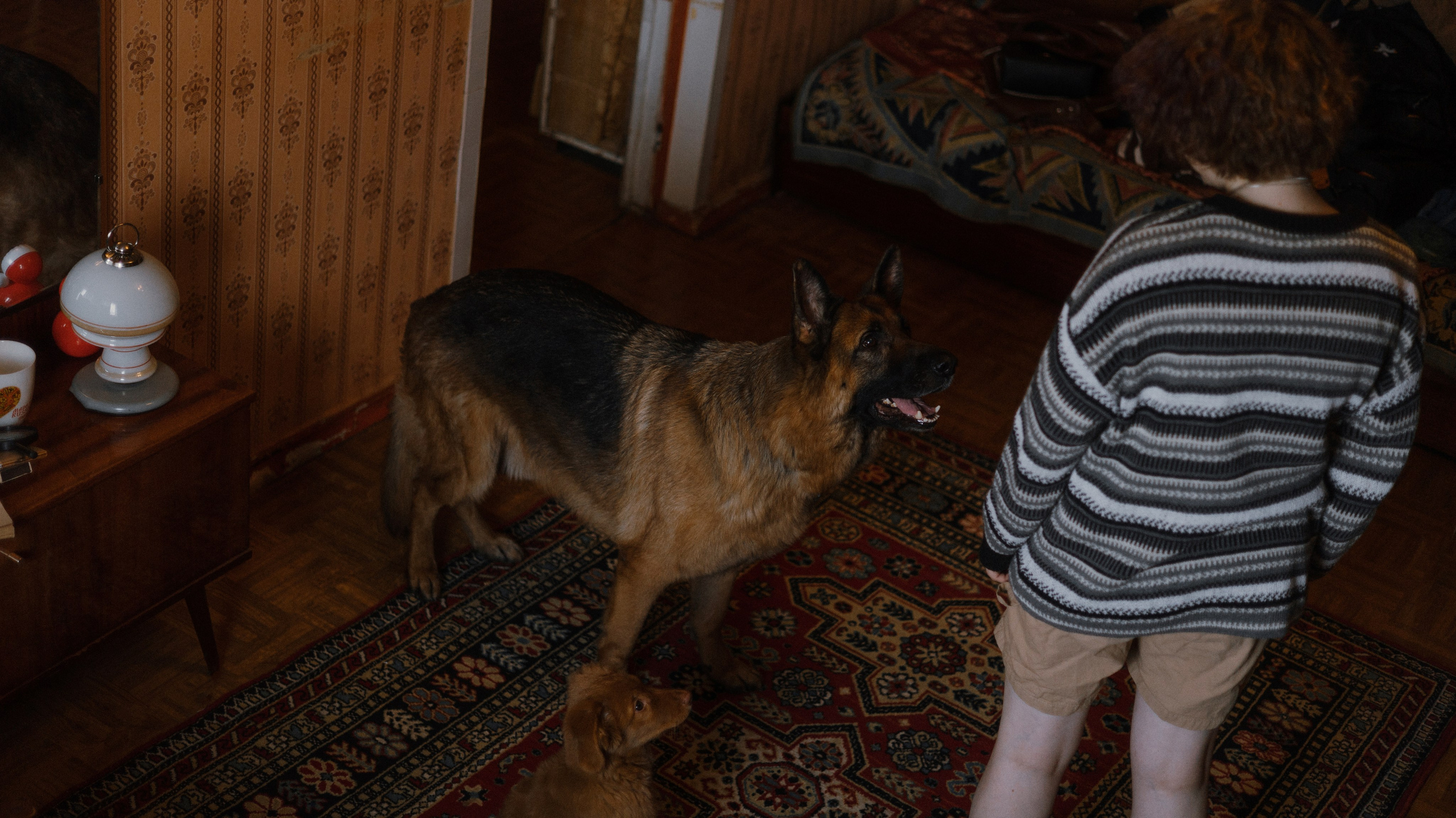 Лера, Реджи и Ральф. Фотограф-анималист Богданова Полина