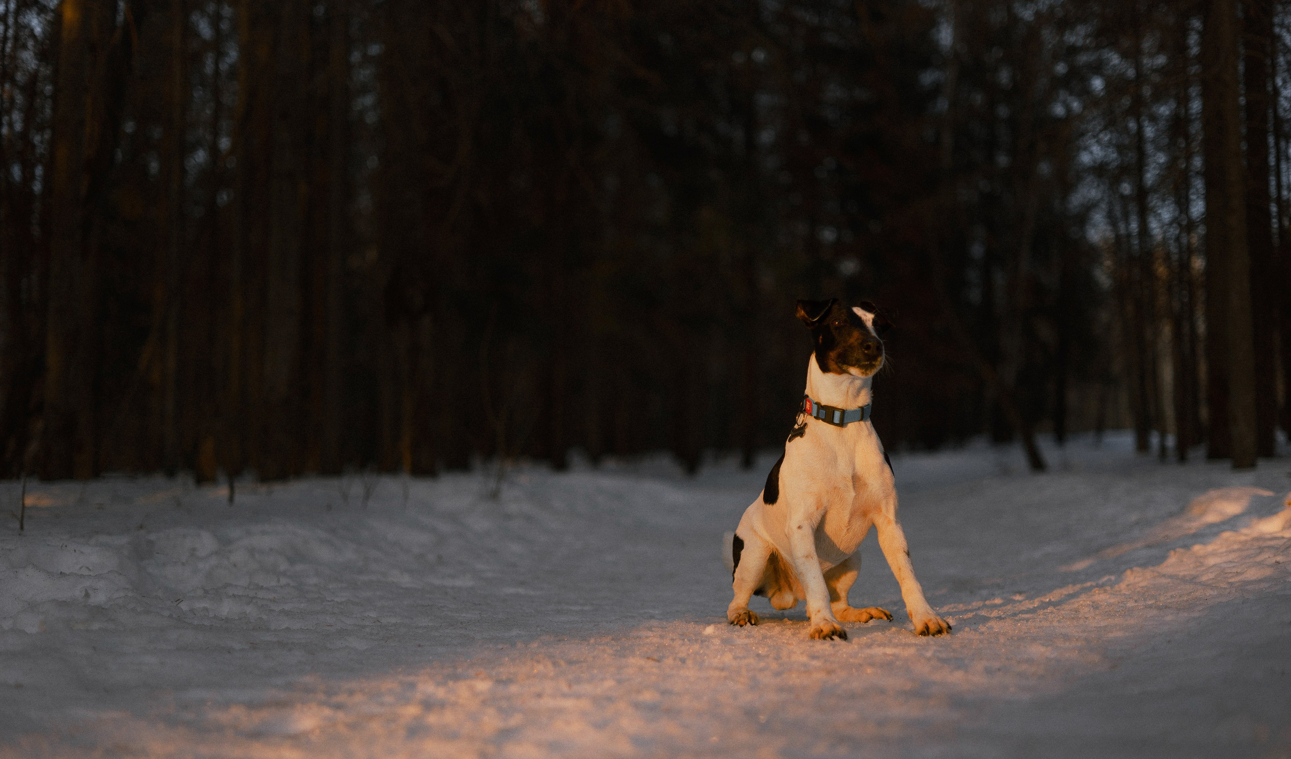Ольга и Сэм. Фотограф-анималист Богданова Полина