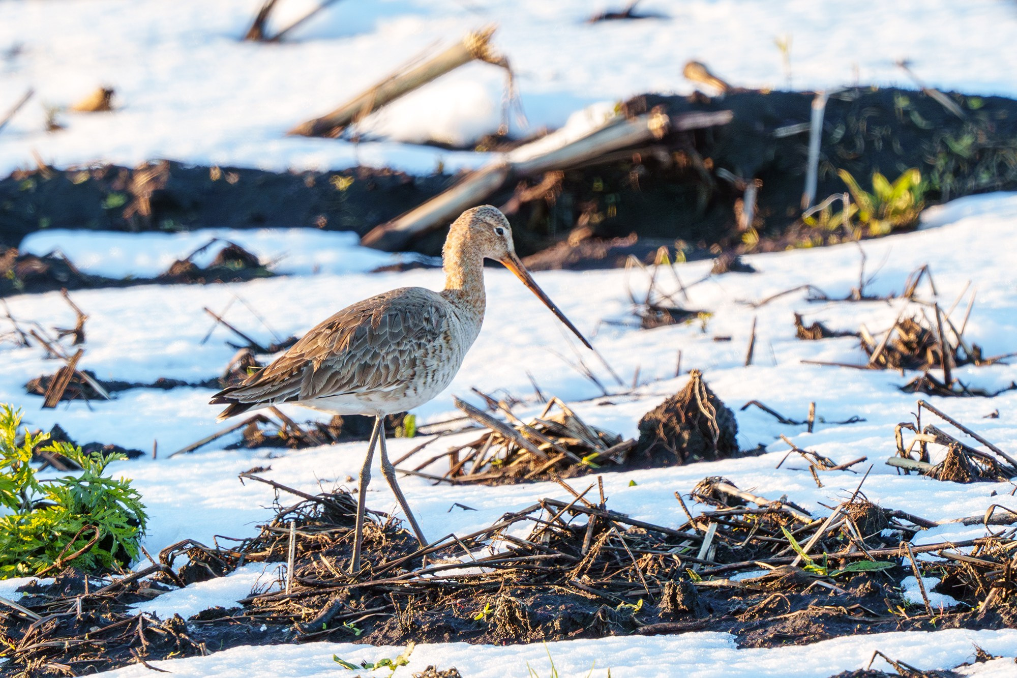 Удивительные мир птиц. Вокруг нас столько прекрасного — присмотритесь!. Ваш личный фотограф Марина Волкова