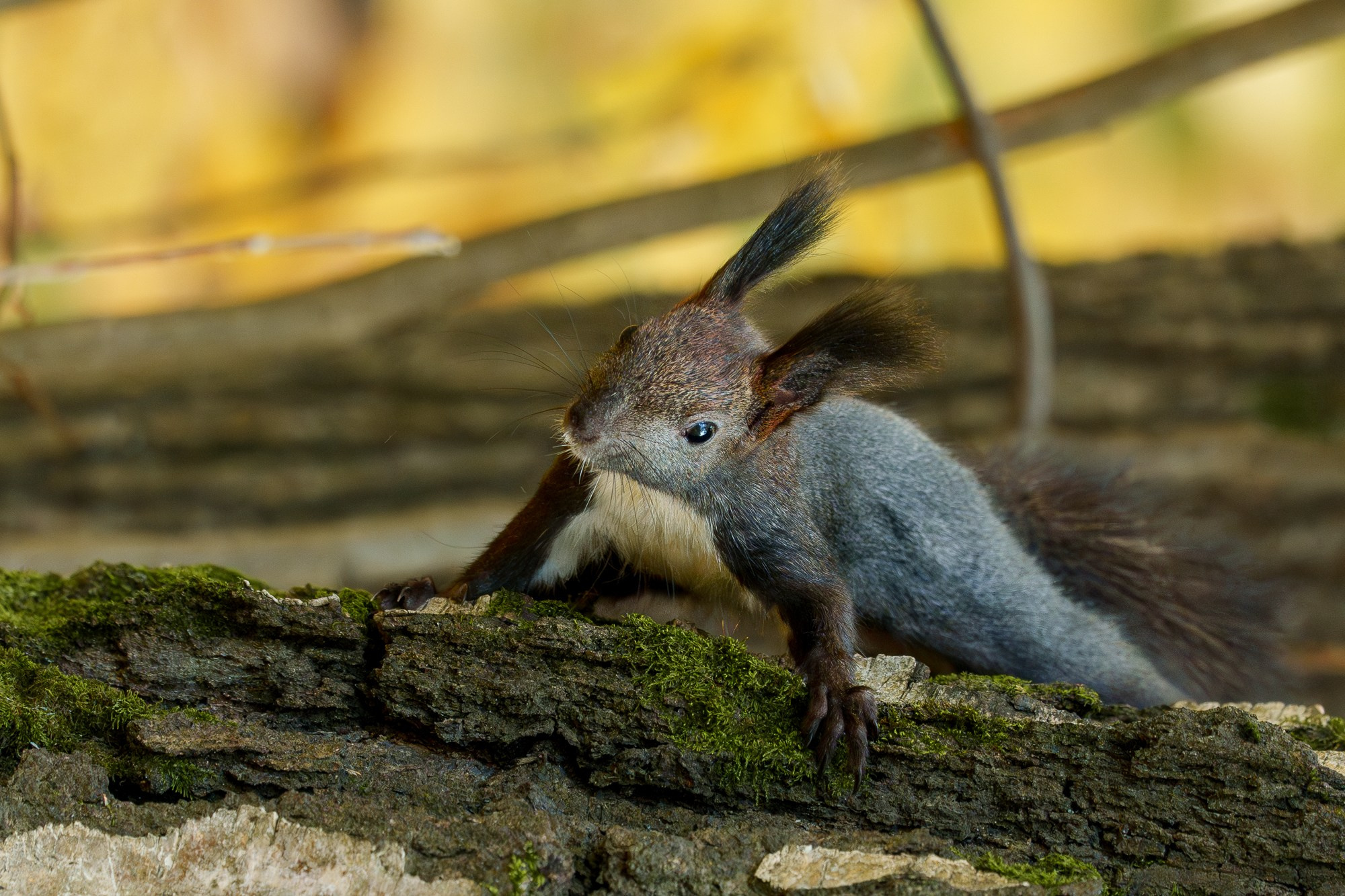 Животные. Ваш личный фотограф Марина Волкова