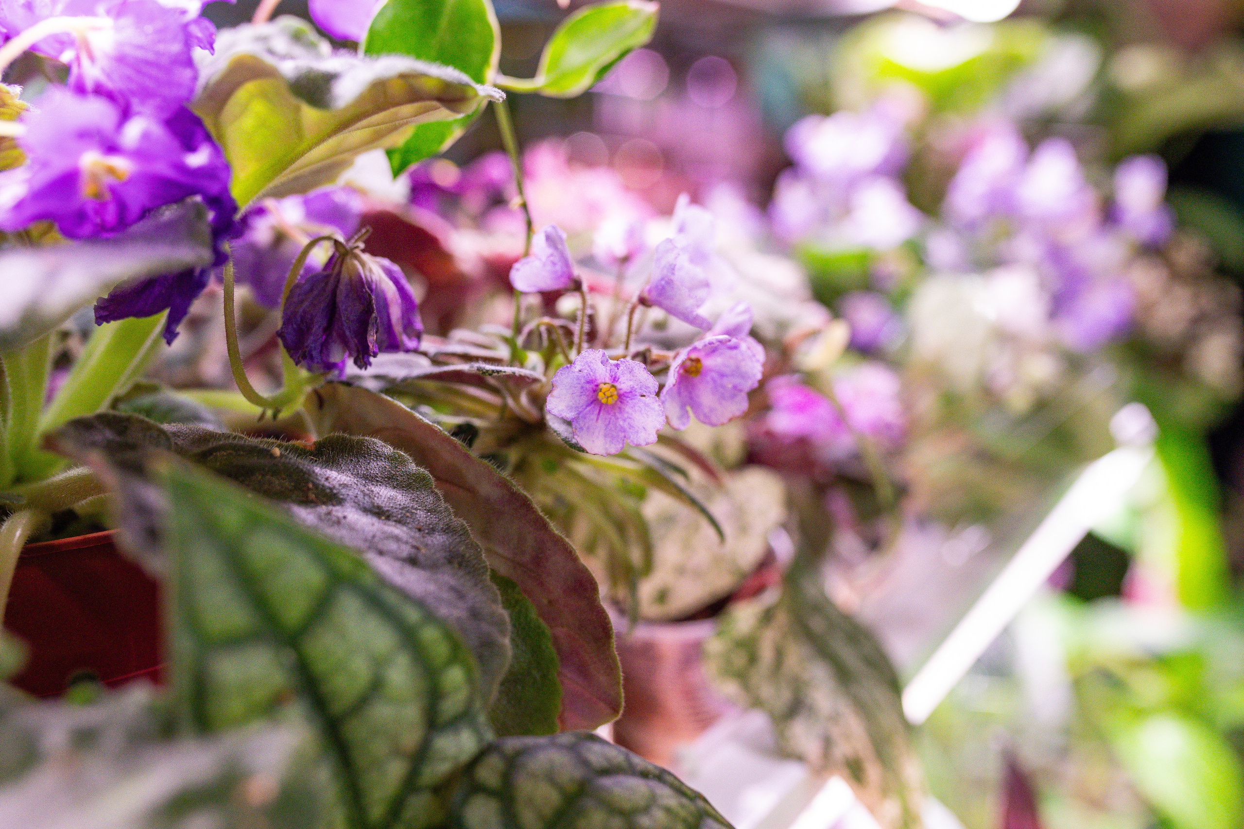 Growbox 5лет. Александра Куликова фотограф, Москва