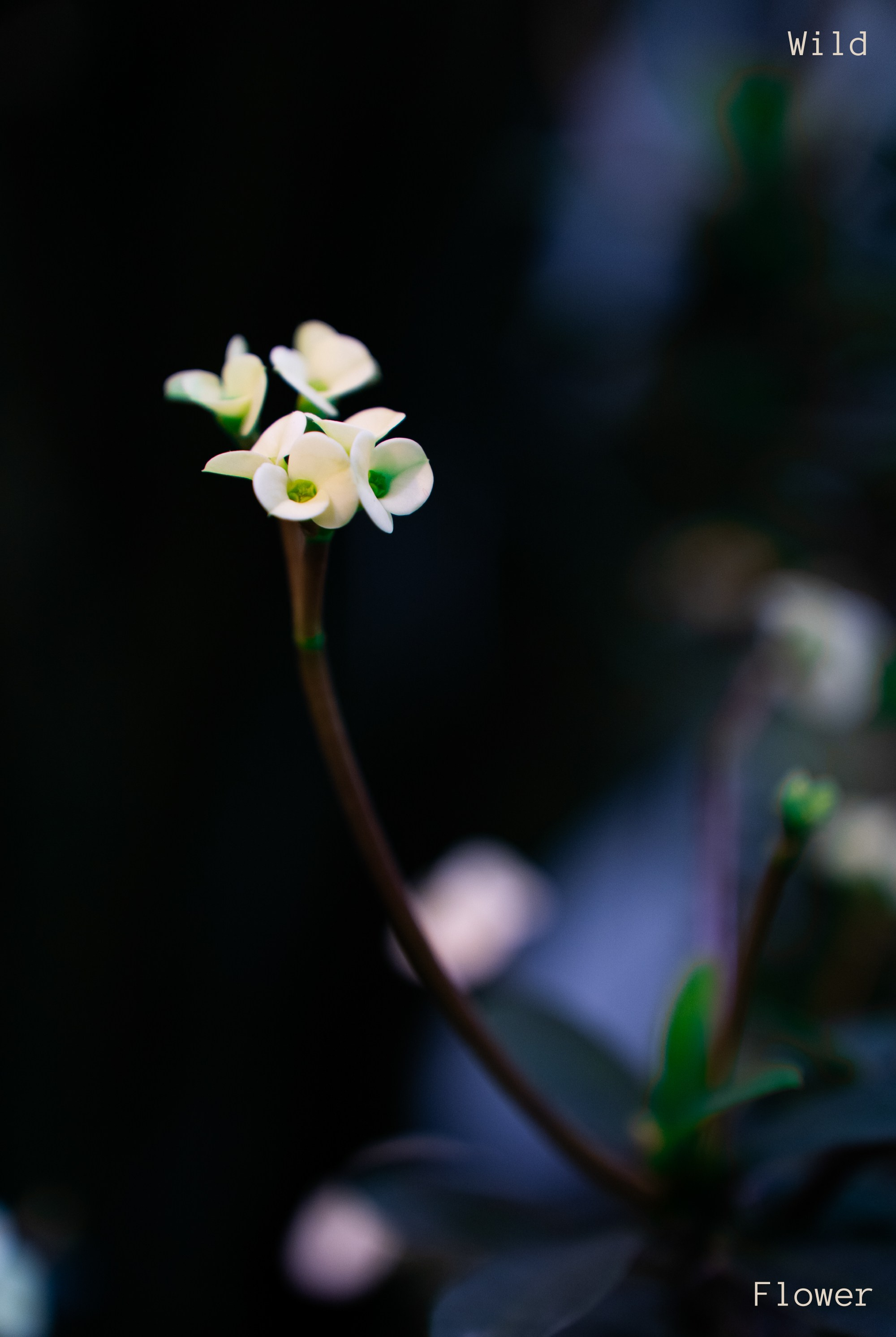 Графика. Eyecatcher Production