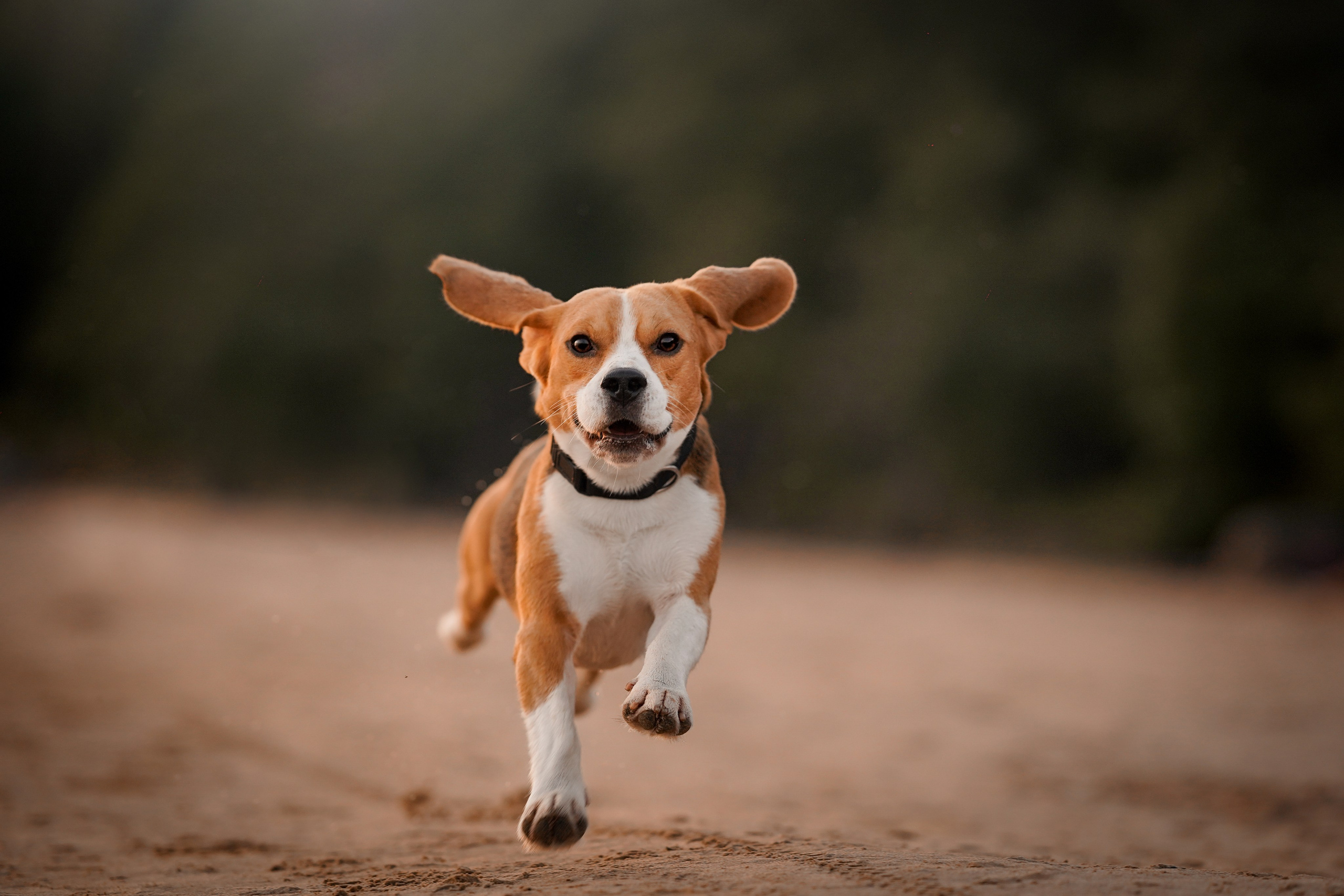 Оля Леша и Ричард. Фотограф-анималист в Санкт-Петербурге Яна Мартынова