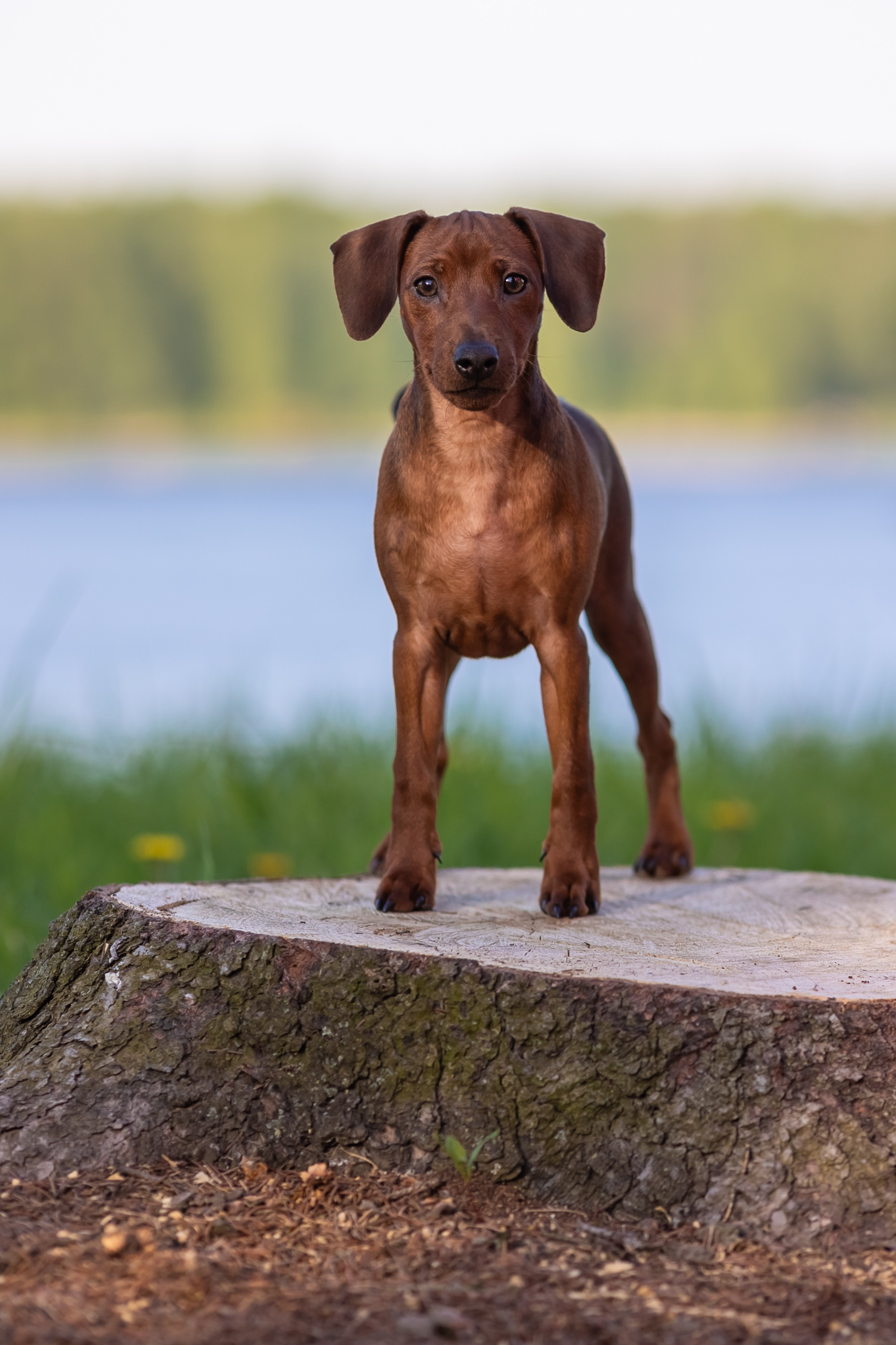 Пинчерята. Фотограф анималист Аня Ливанова | Рыбинск