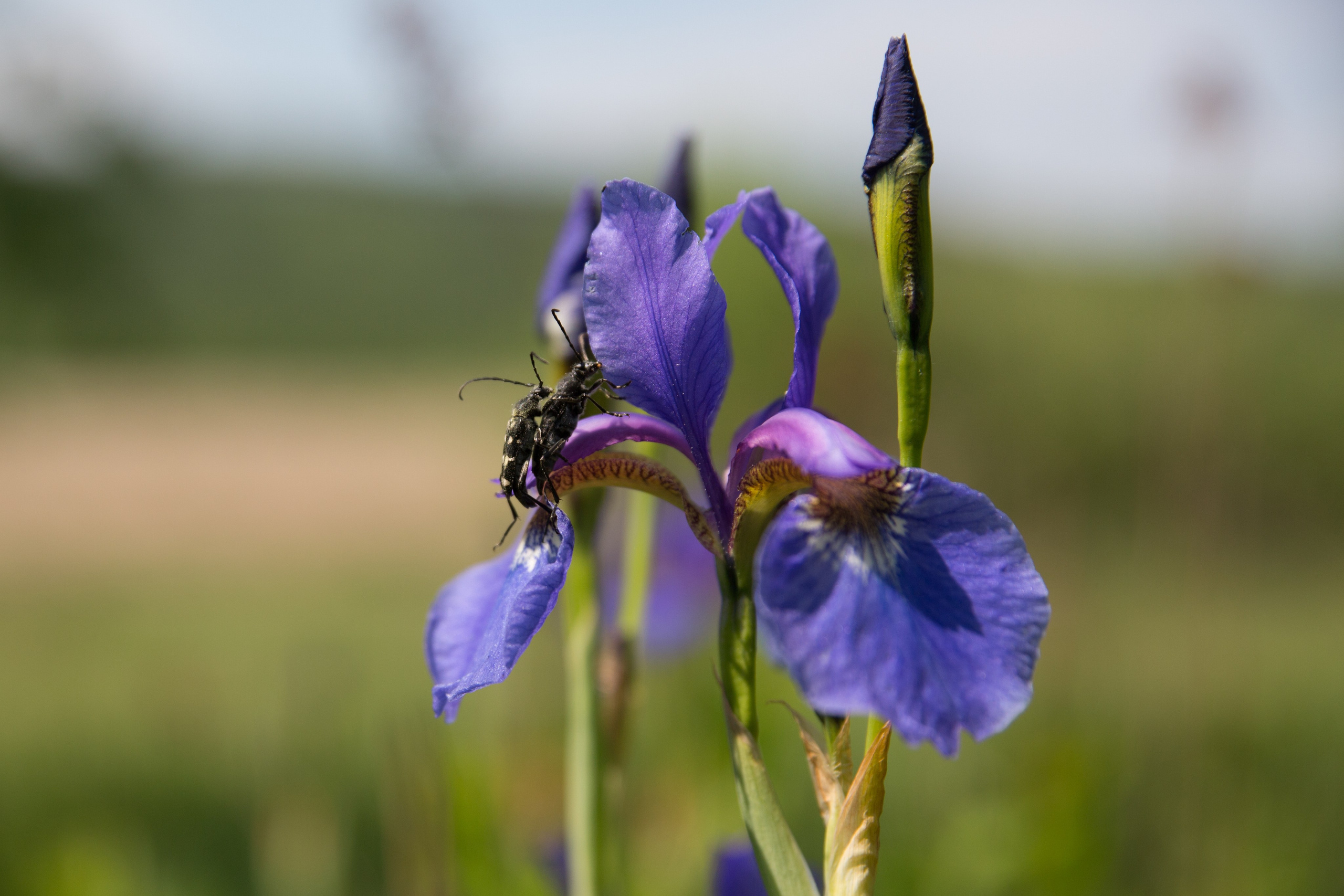 Фото Природы Забайкалья. Студия Максима Белослюдцева