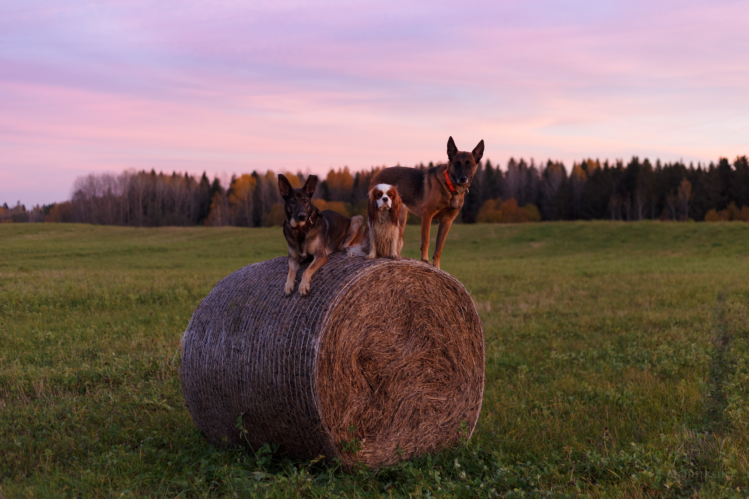 Октябрьский закат в полях. Алина и Лео. Фотограф-анималист Наталия Чистюхина в г. Сосновый Бор и ЛО
