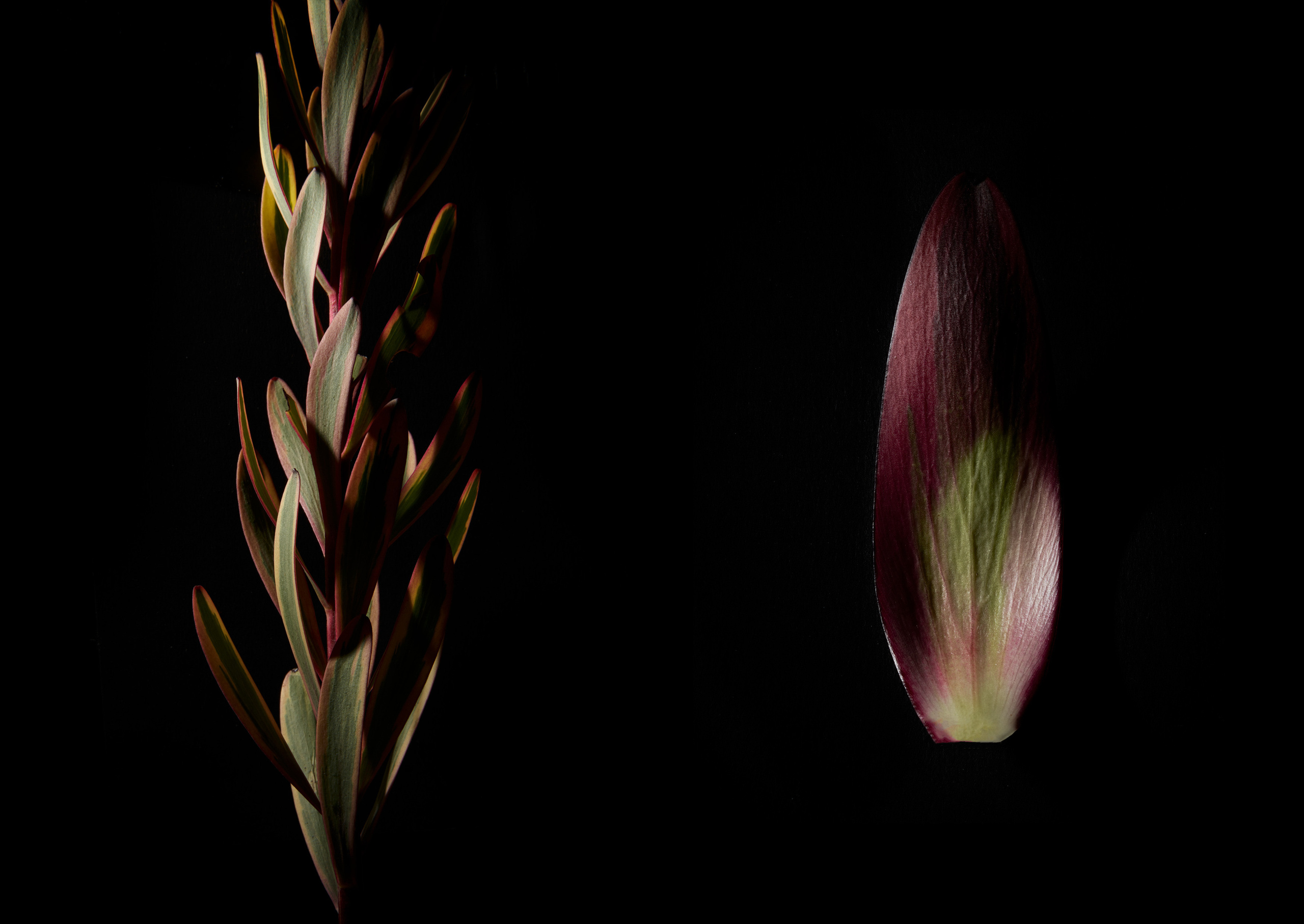 In The Night Garden. Olya Filina | Moscow Photographer