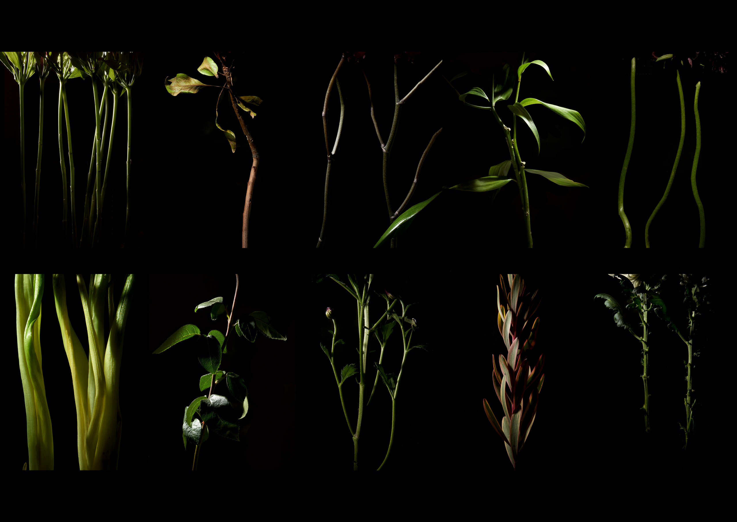 In The Night Garden. Olya Filina | Moscow Photographer