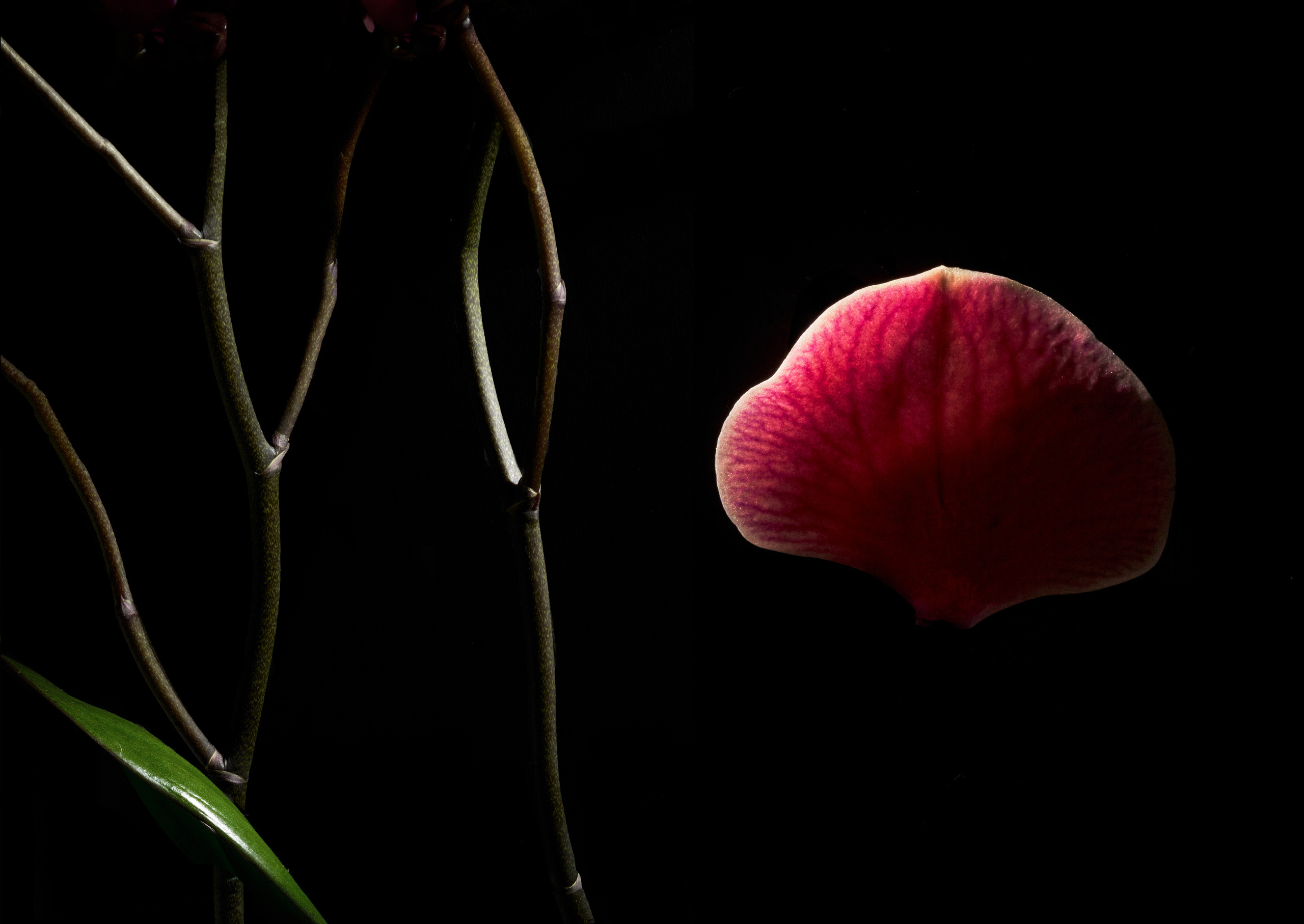 In The Night Garden. Olya Filina | Moscow Photographer