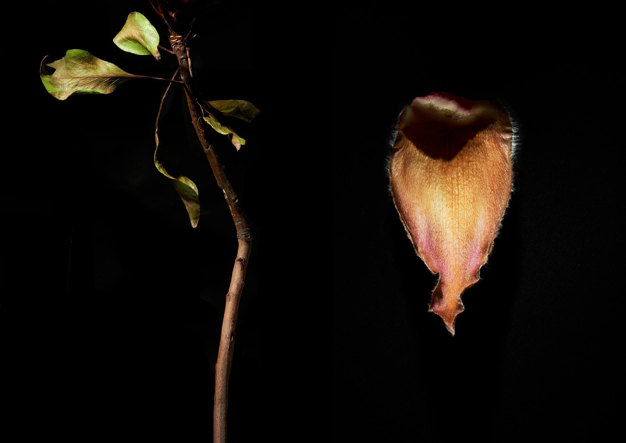 In The Night Garden. Olya Filina | Moscow Photographer