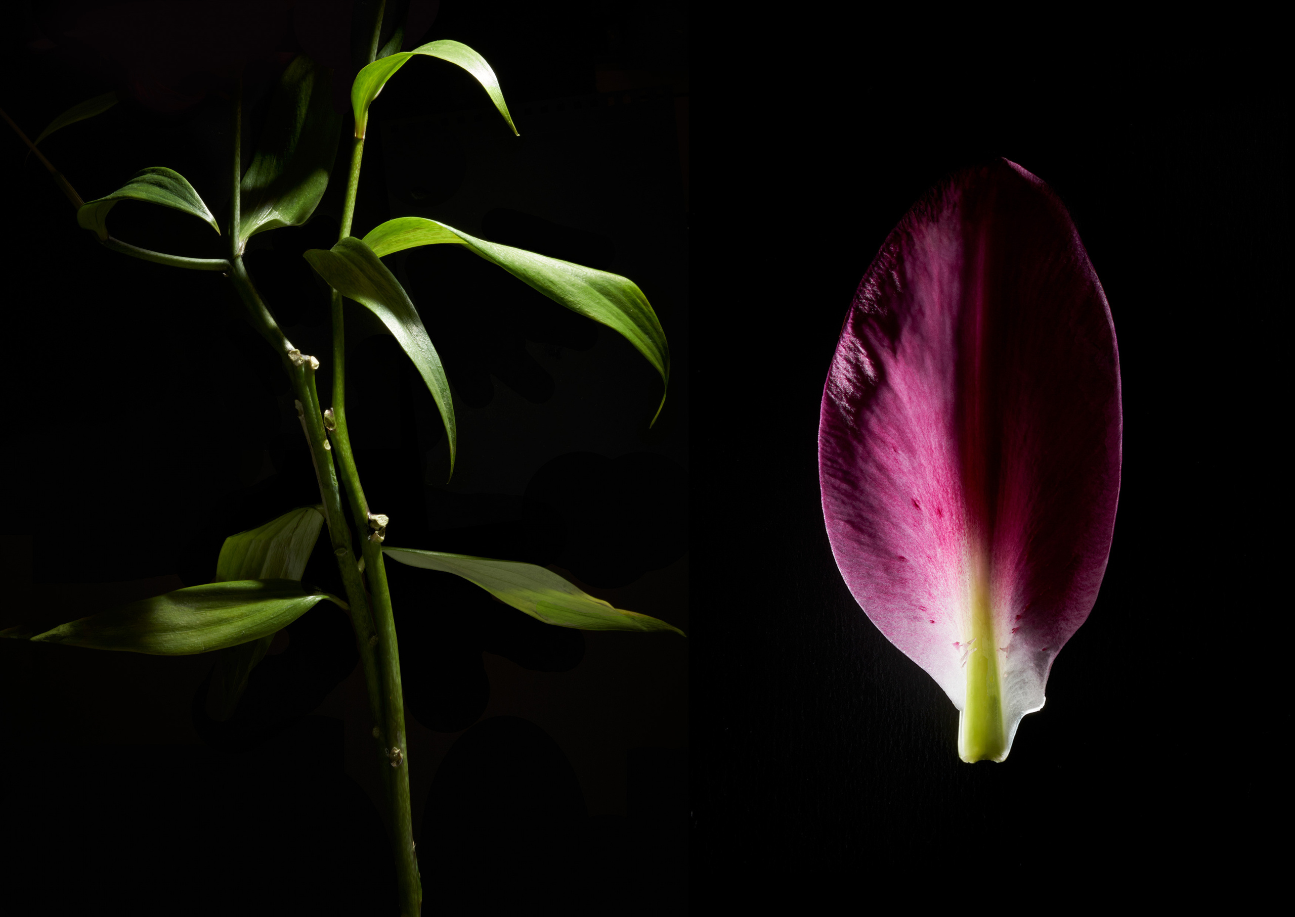 In The Night Garden. Olya Filina | Moscow Photographer