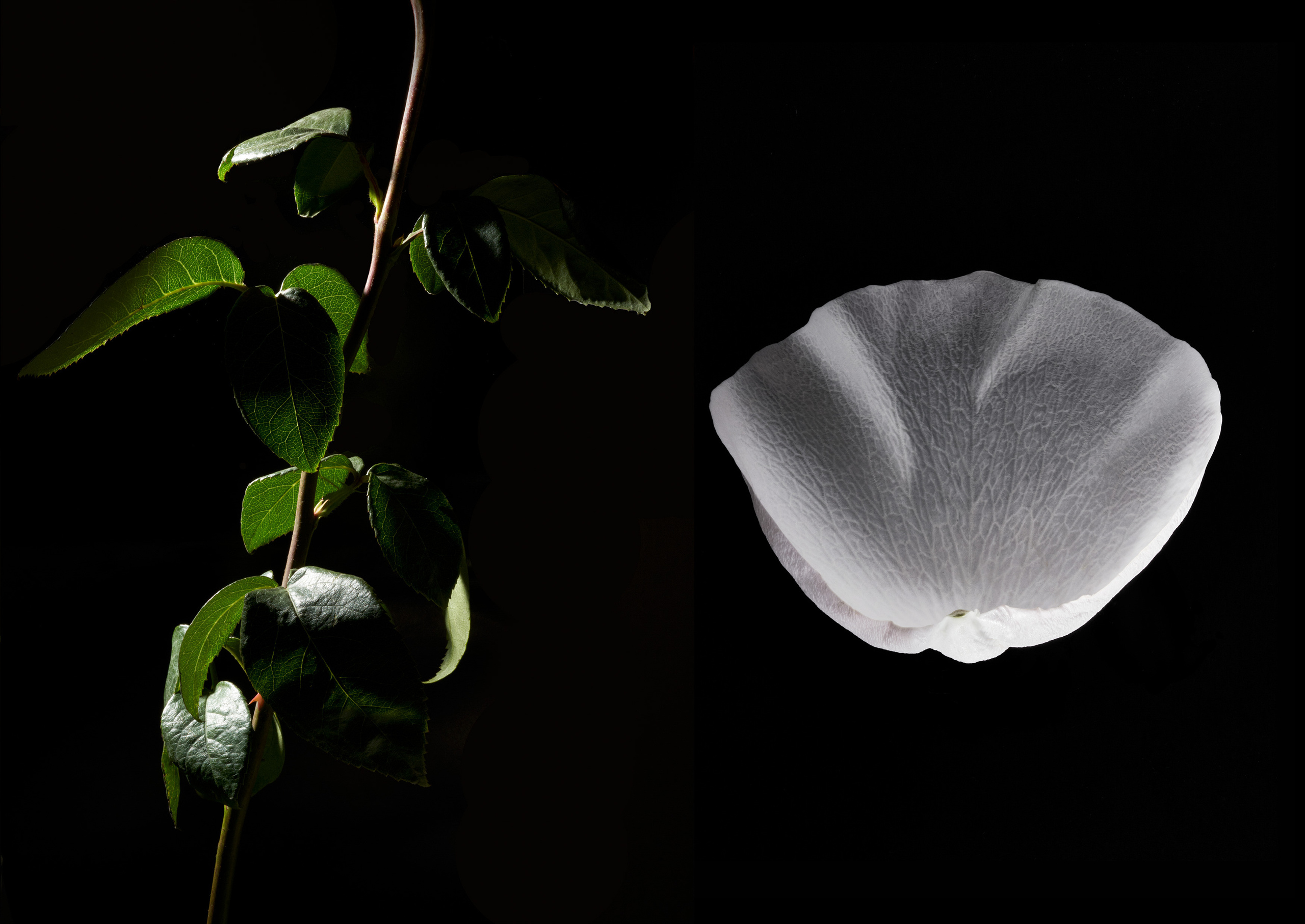 In The Night Garden. Olya Filina | Moscow Photographer