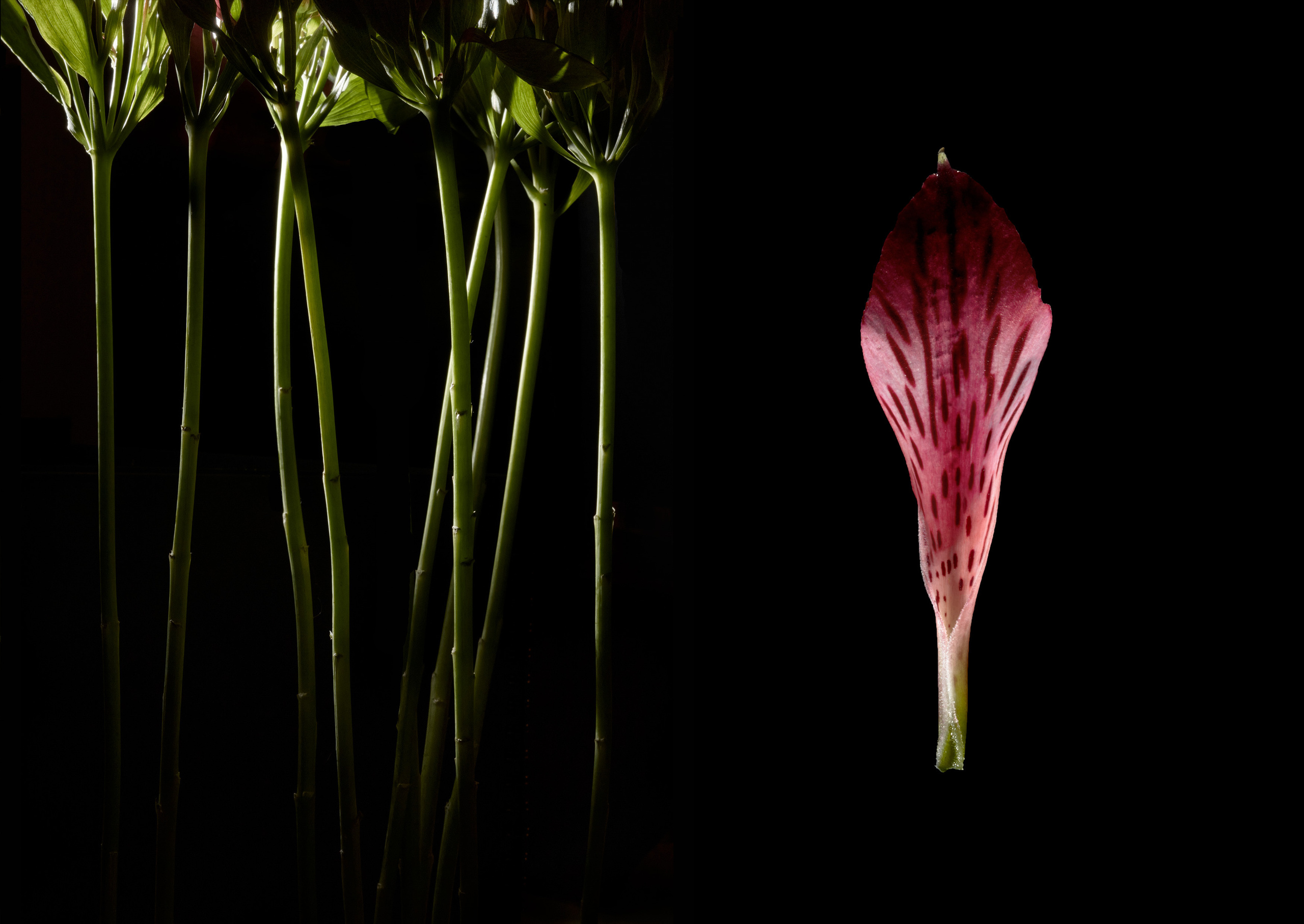 In The Night Garden. Olya Filina | Moscow Photographer