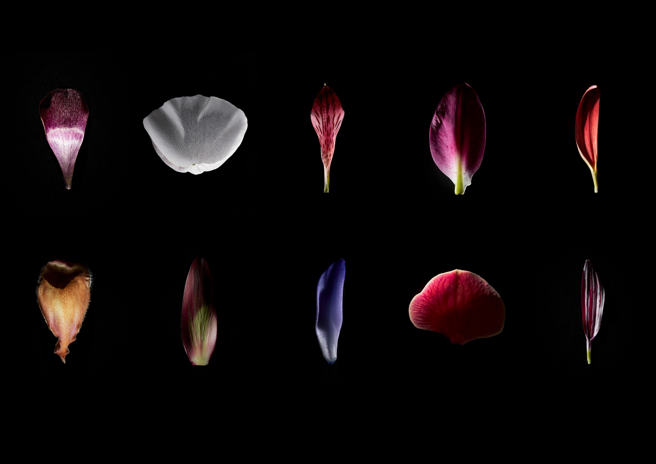 In The Night Garden. Olya Filina | Moscow Photographer