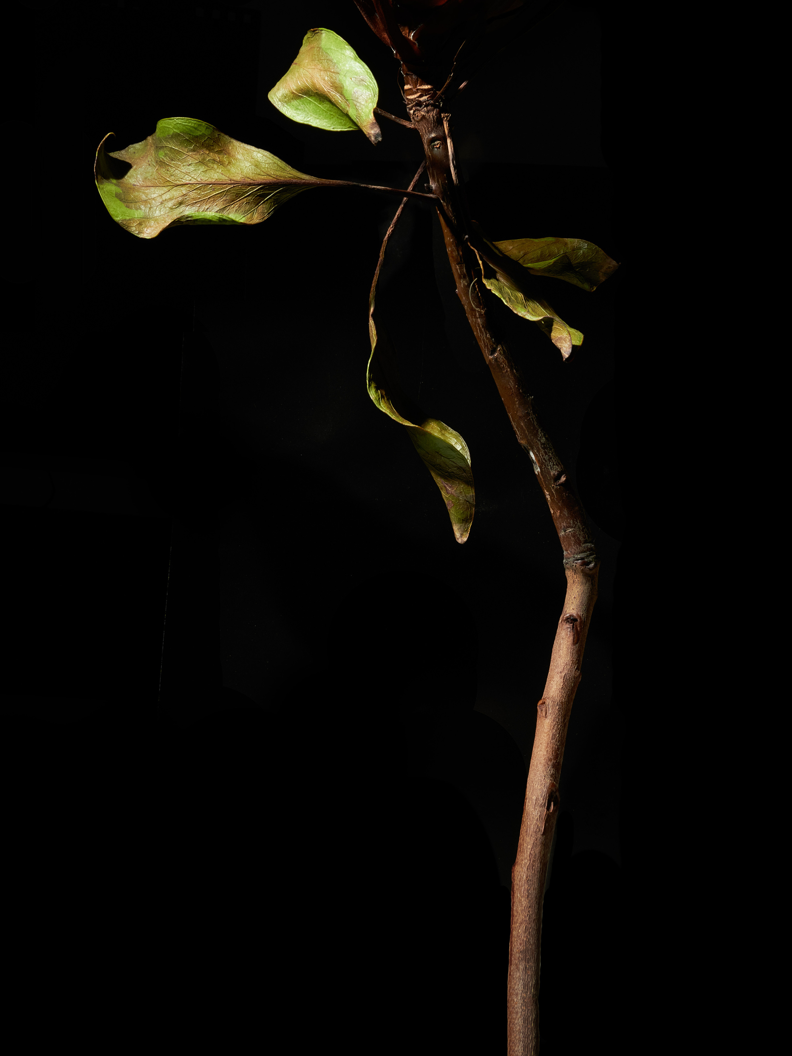 In The Night Garden