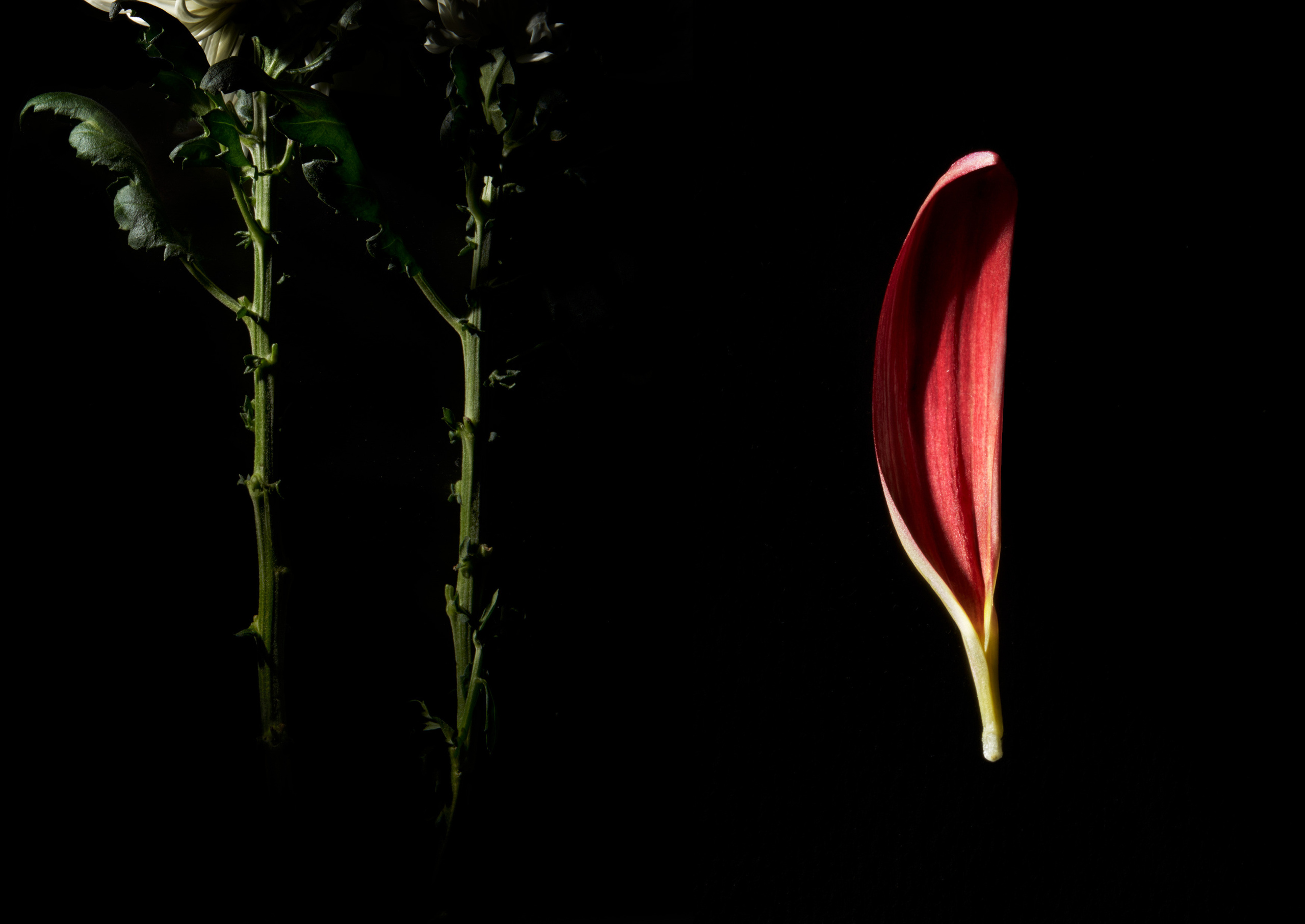 In The Night Garden. Olya Filina | Moscow Photographer