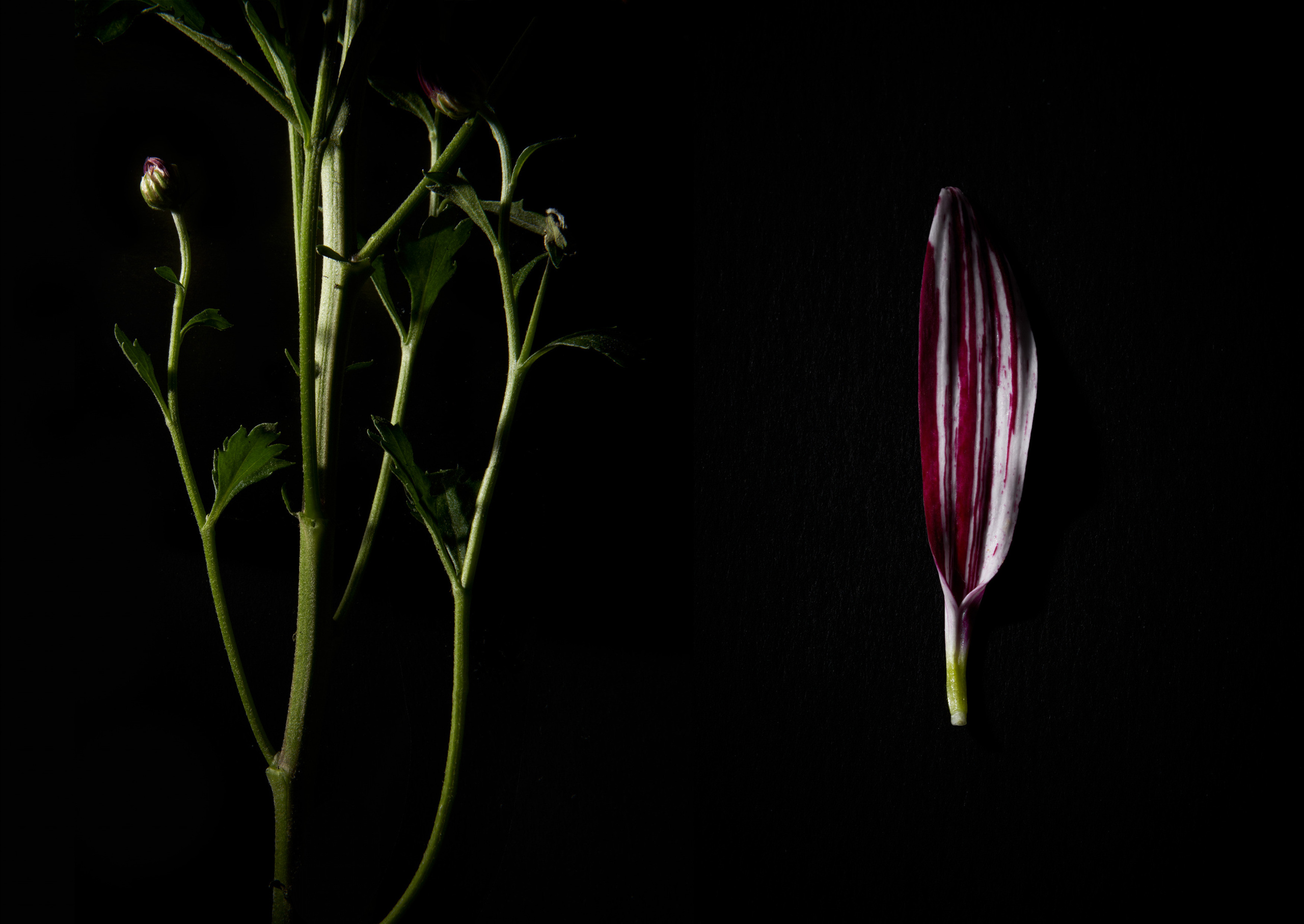 In The Night Garden. Olya Filina | Moscow Photographer