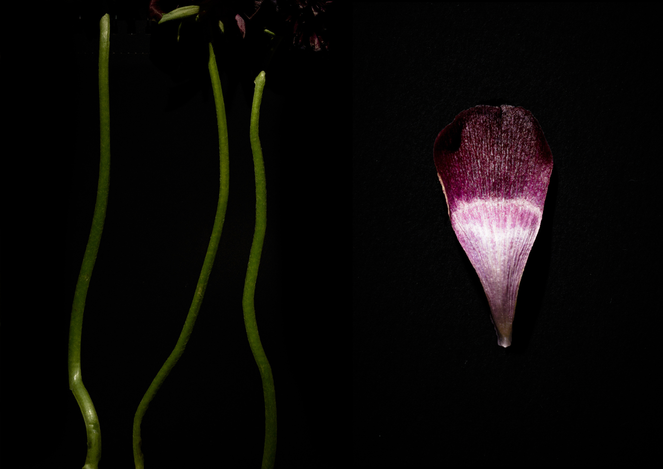 In The Night Garden. Olya Filina | Moscow Photographer