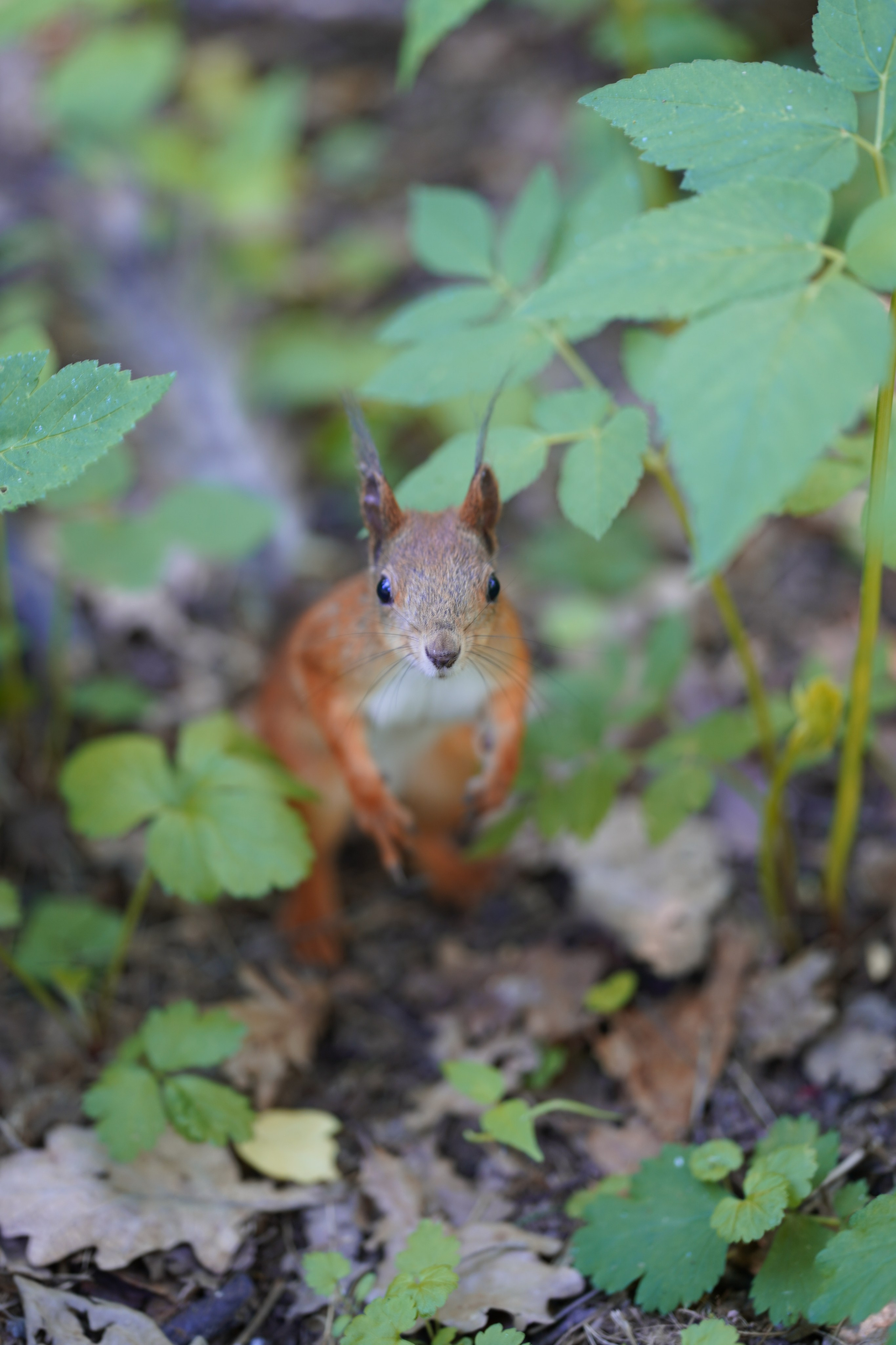 Природа. Фотограф в Москве Мария ~Zagagul~