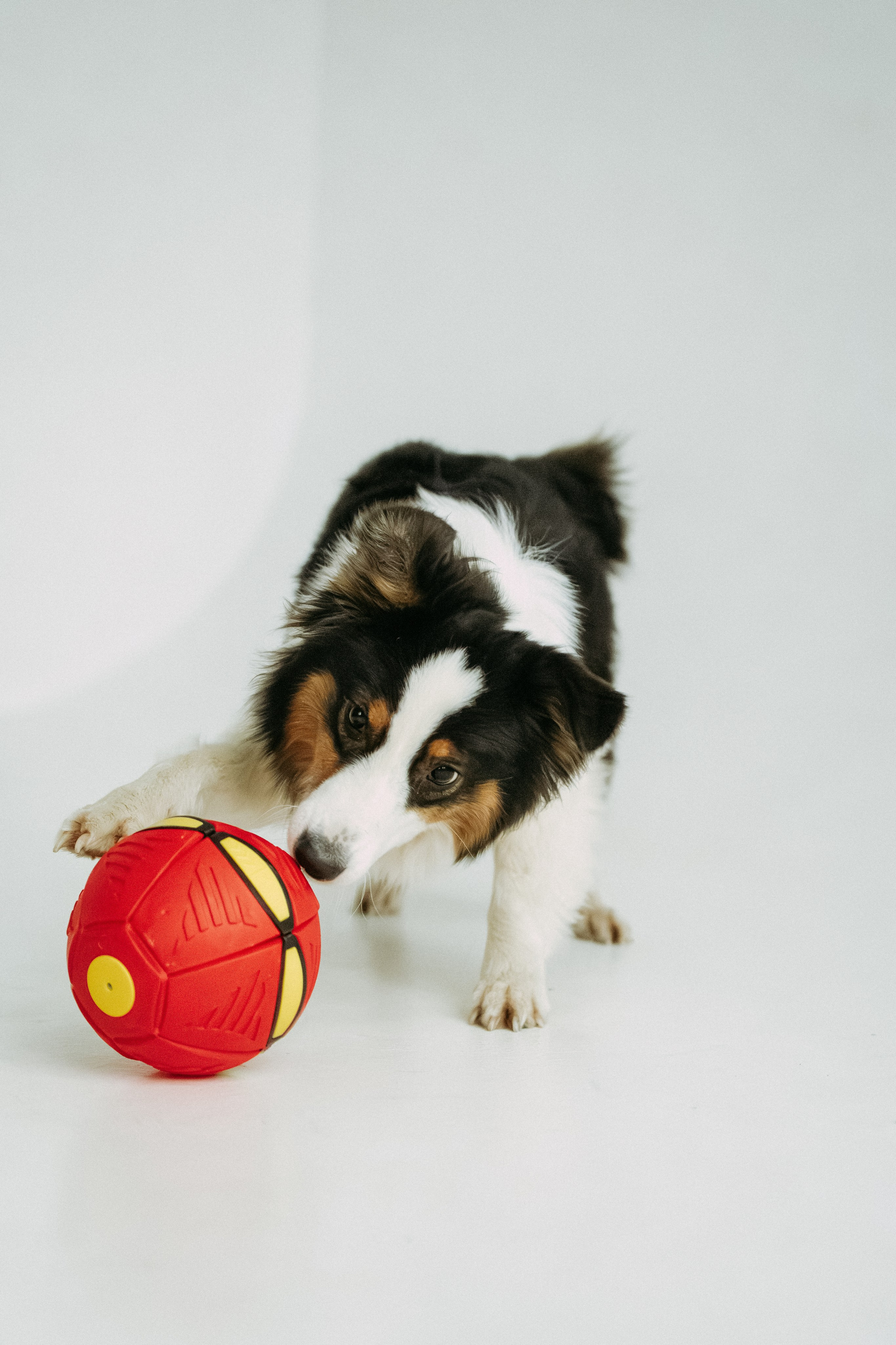 Мячи-попрыгуны. Фотораф — анималист Мария Шистка