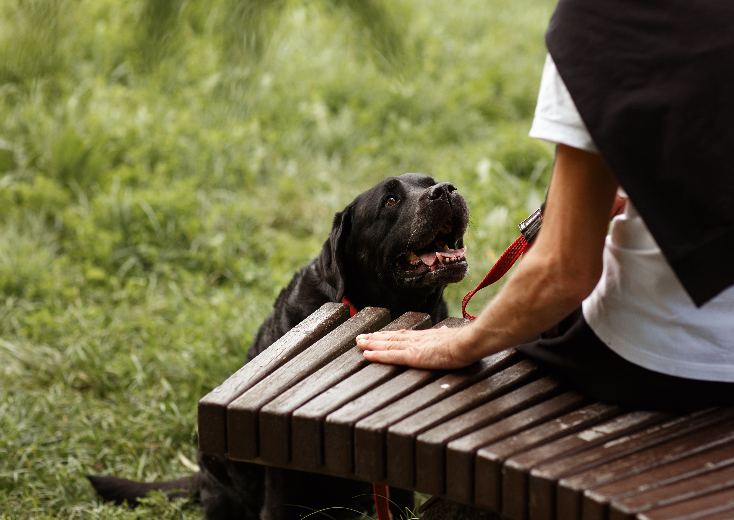 Александр и Мона. Фотограф — Анималист Наталья Тямушева