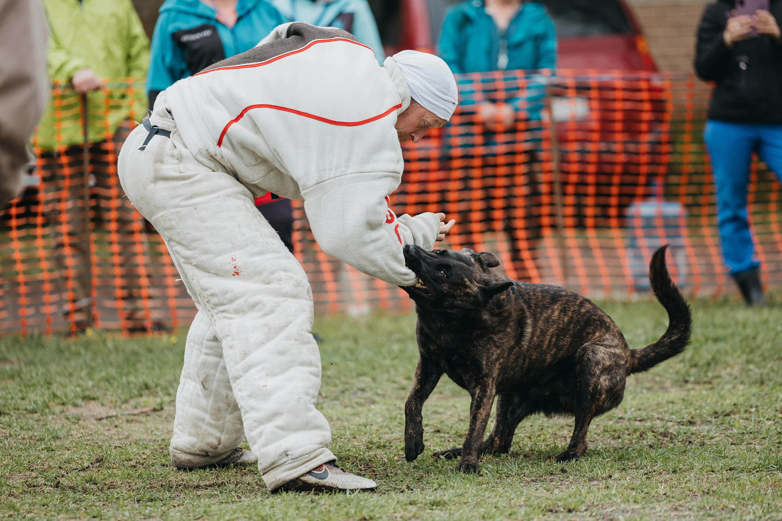 26.05.25 г. Пушкин квалификационные соревнования. Фотограф-анималист Анна Маринич