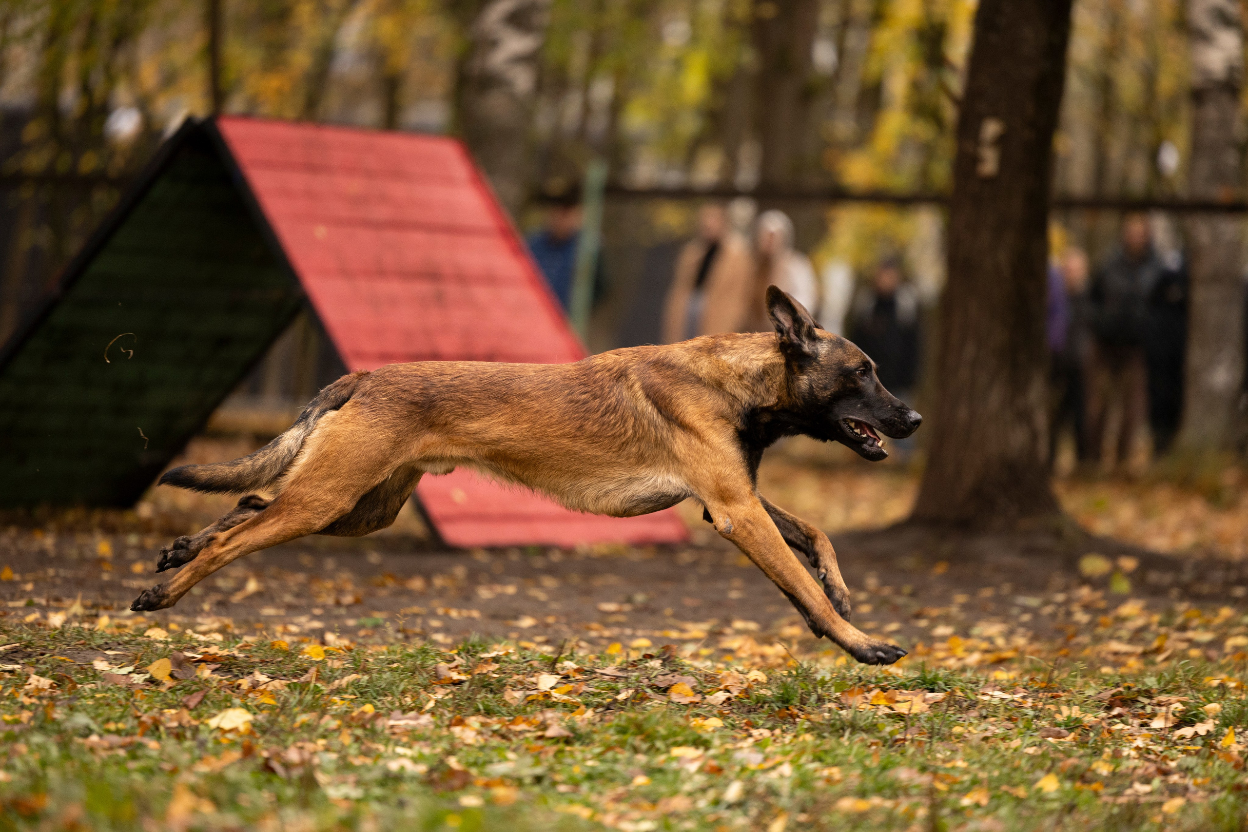 Соревнования по Мондьорингу г. Вологда. Фотограф-анималист Анна Маринич