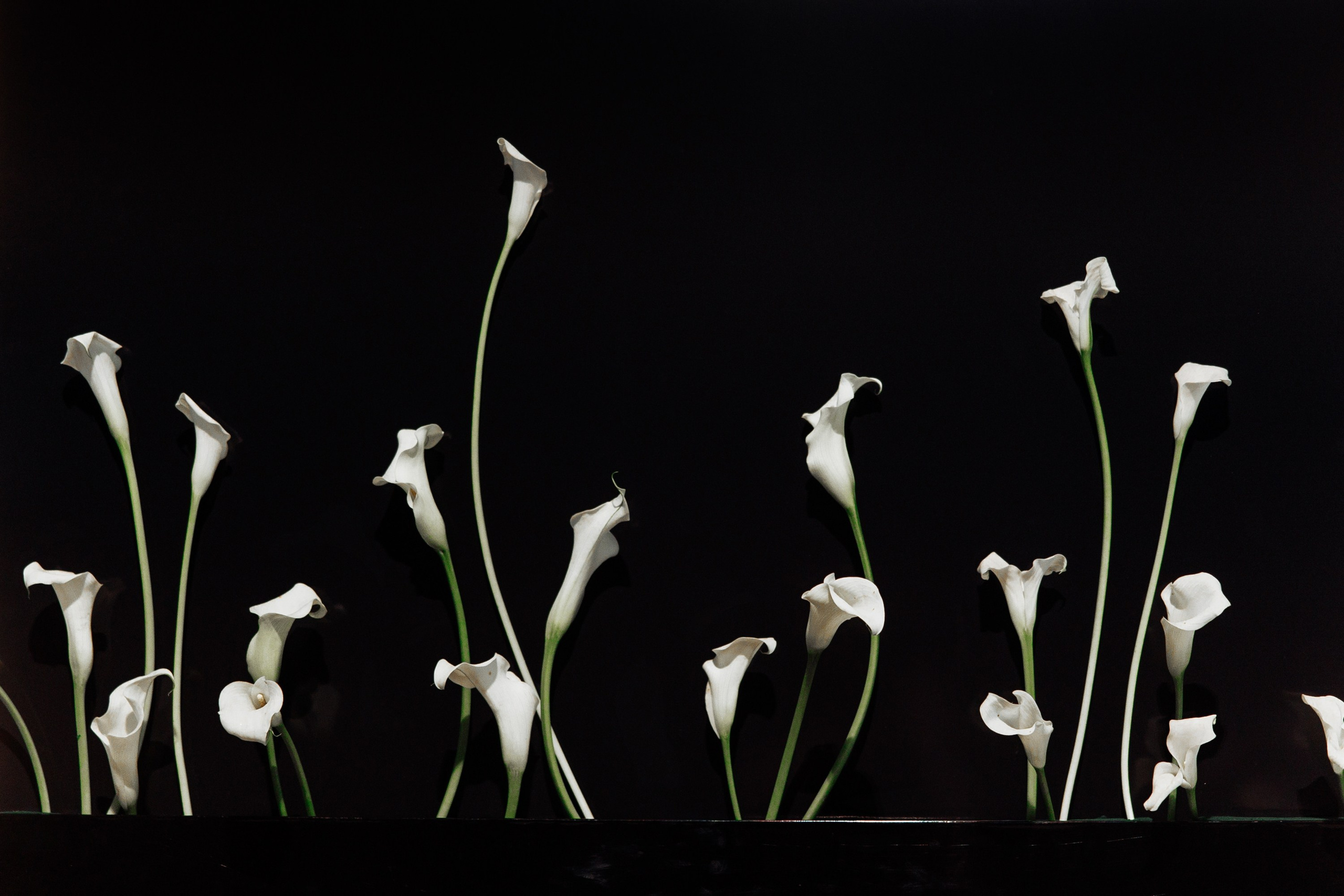 Полина и Максим. Свадебный и семейный фотограф Ольга Сморжанюк