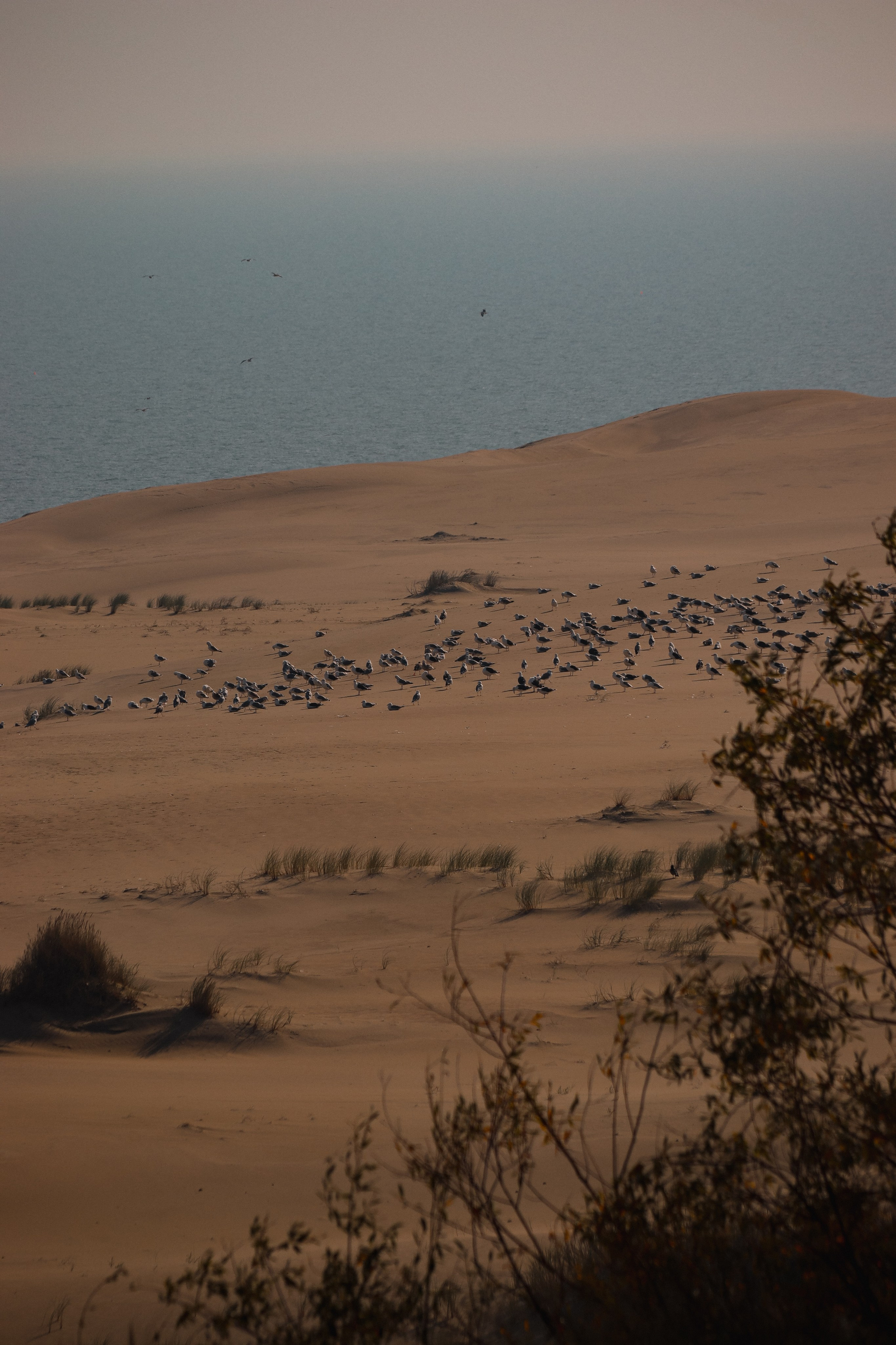 П Е Й З А Ж Н Ы Е. — Digital Noise —