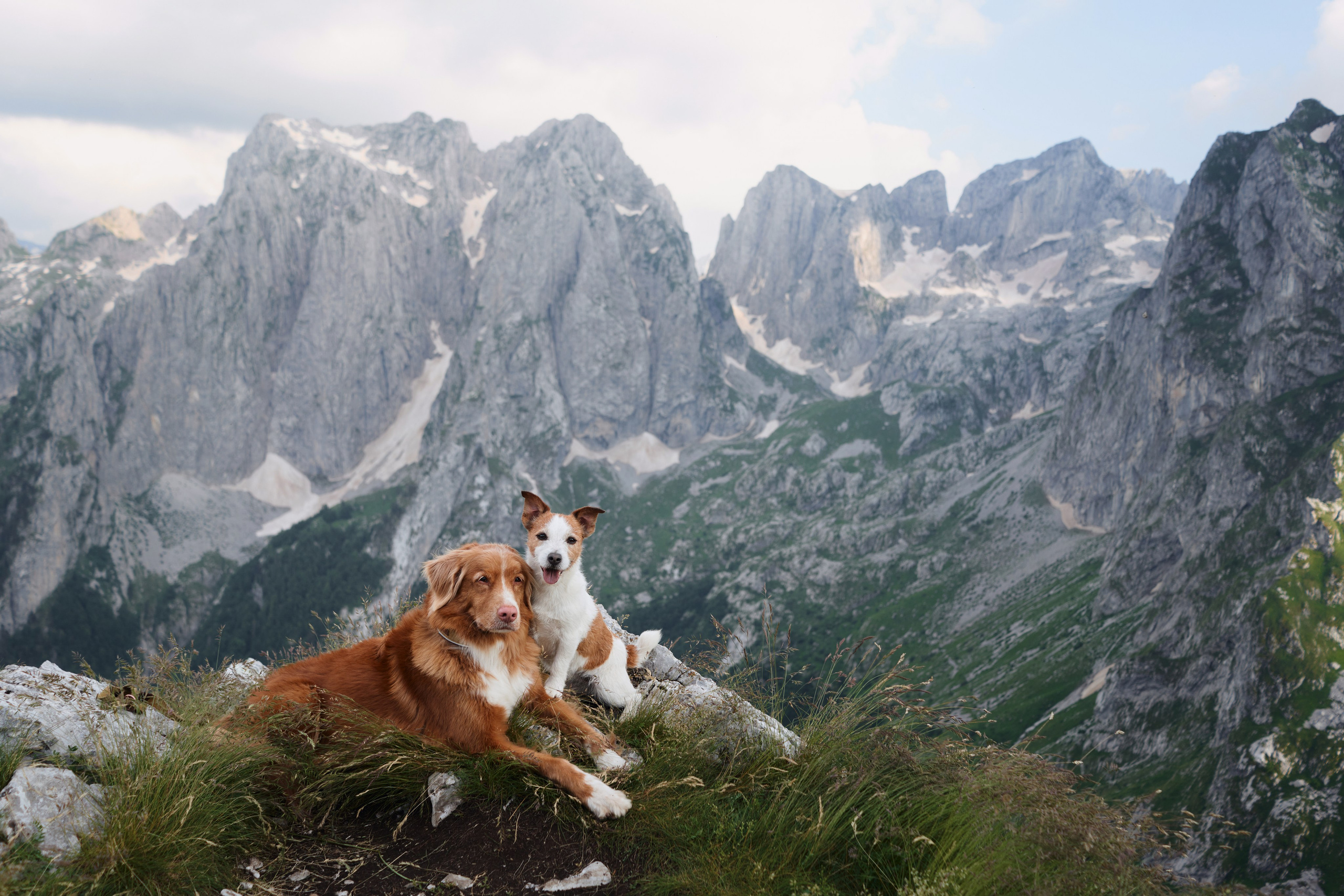 Photo of dogs in nature. landscape with dog. Dog photographer Averianova Anna — Art photography of dogs