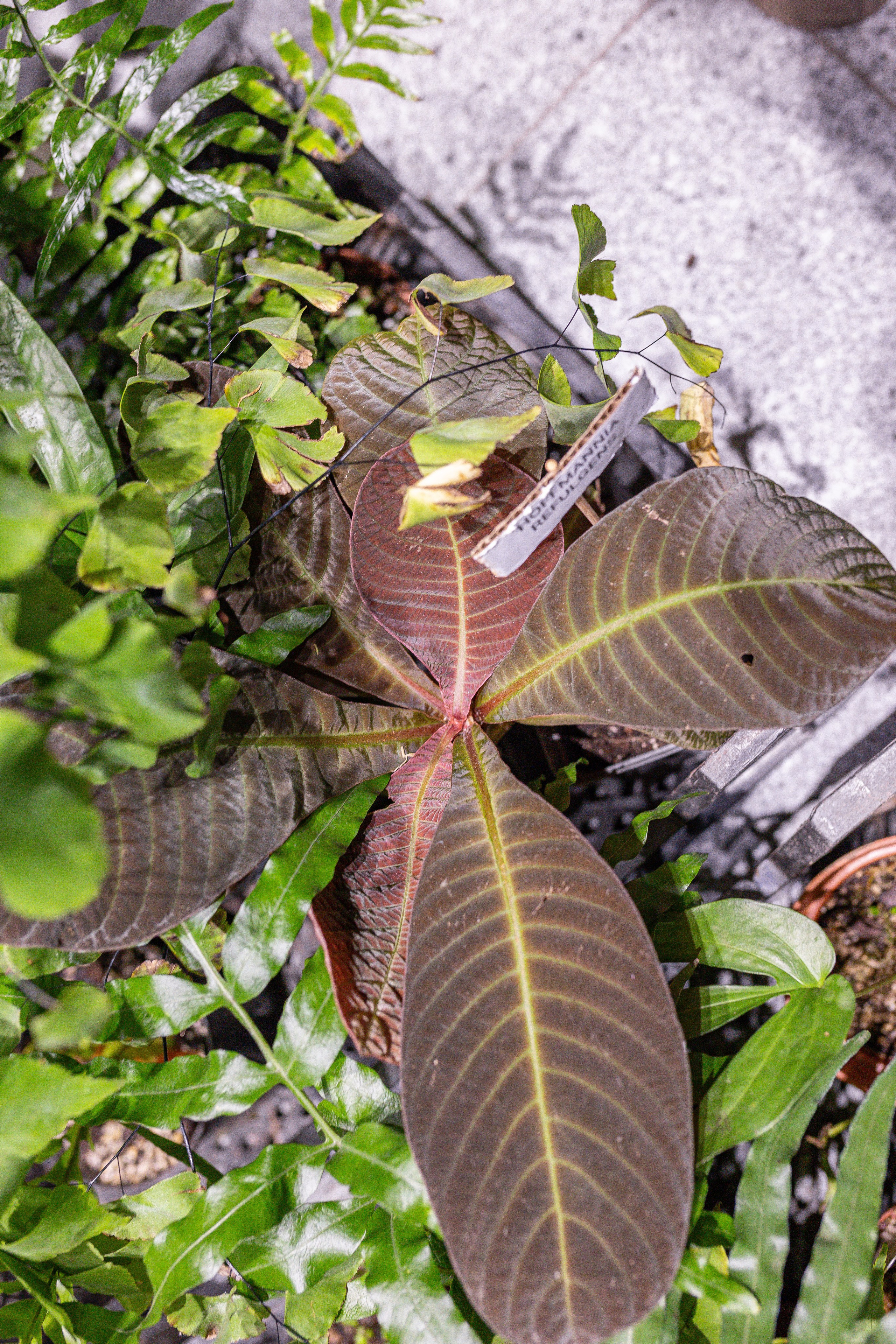 Орхидиум 12.2025. Александра Куликова фотограф, Москва