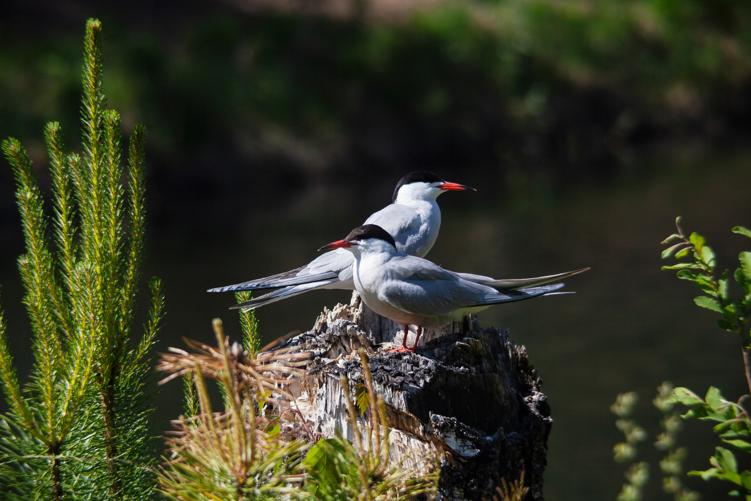 Крачки. Фотограф Адигамова Юлия в Петербурге