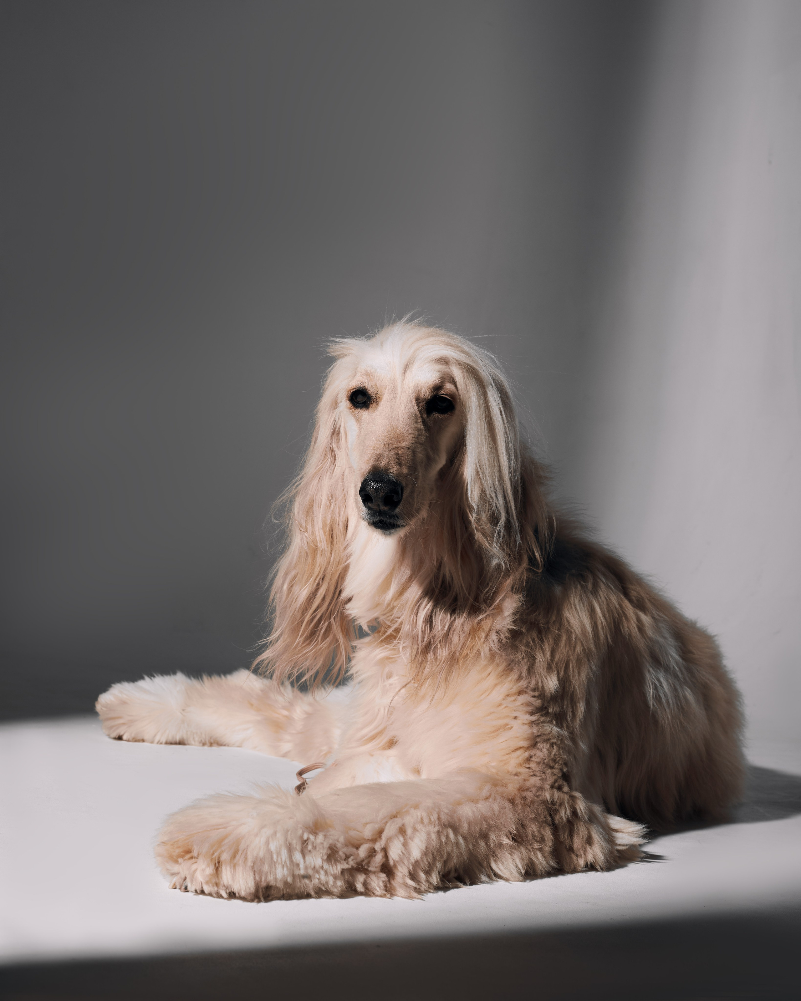 Животные отдельно