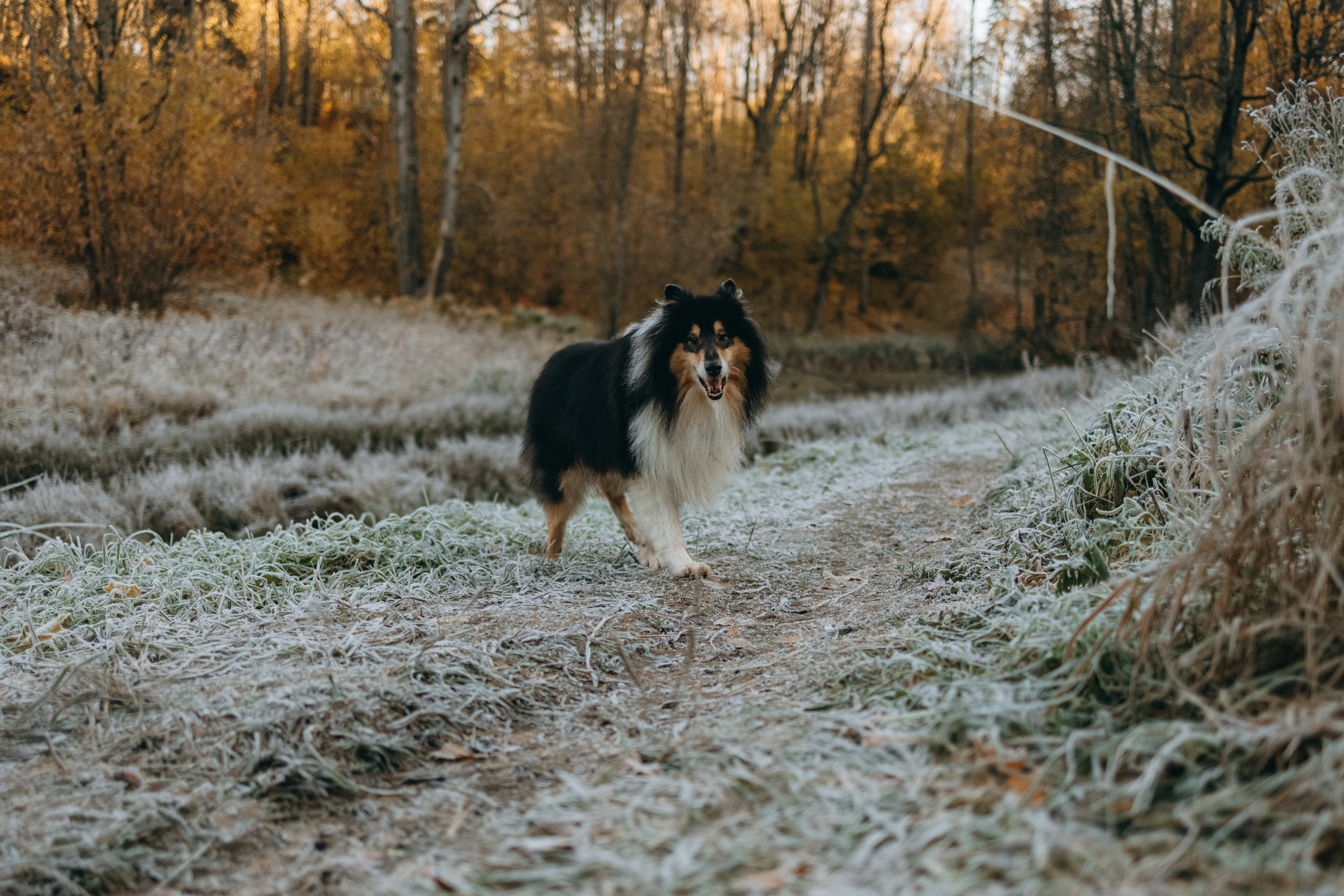 Ия и Барт. Фотограф — Анималист | Санкт-Петербург