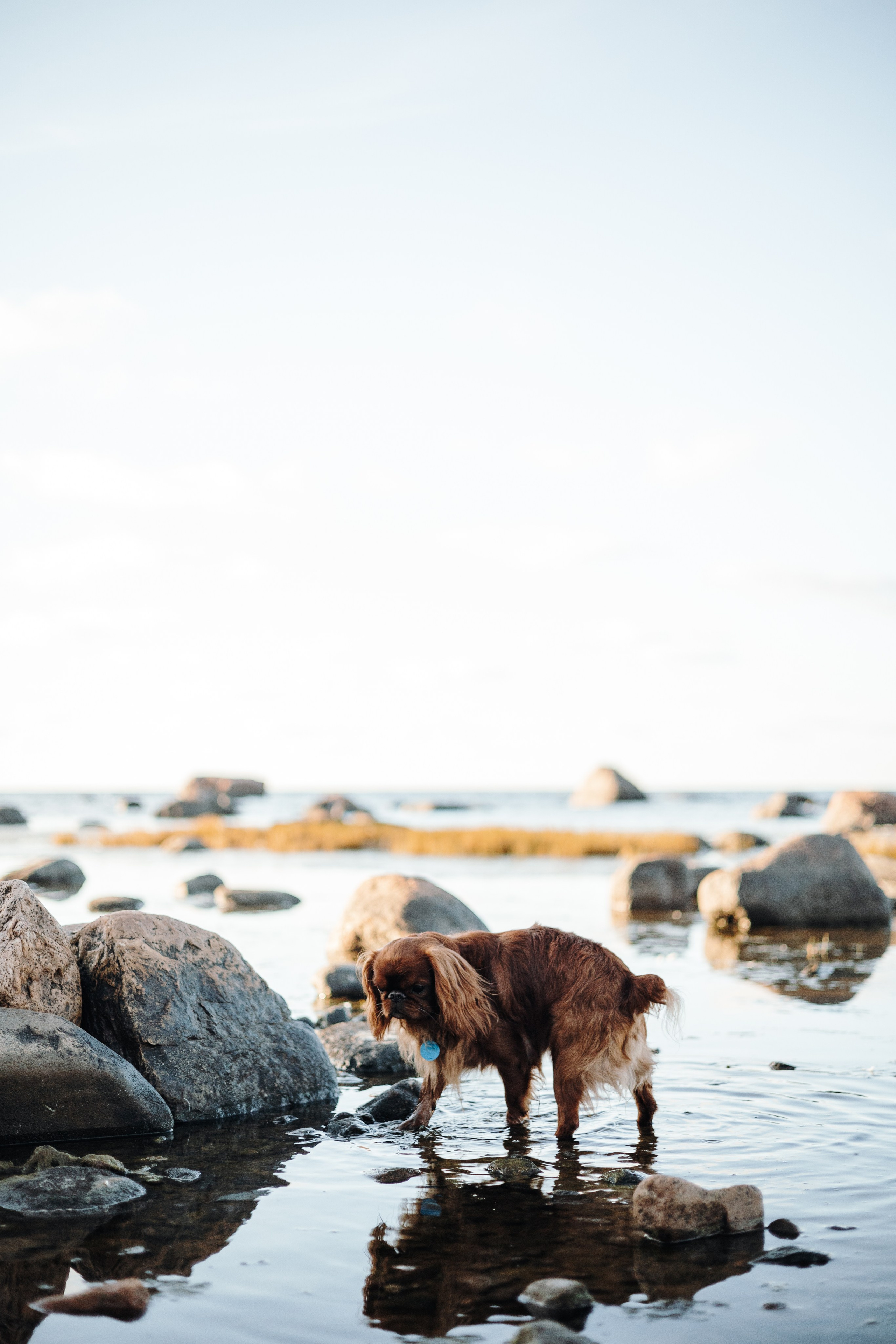 Верон, Гарри и их семья. Фотограф — Анималист | Санкт-Петербург