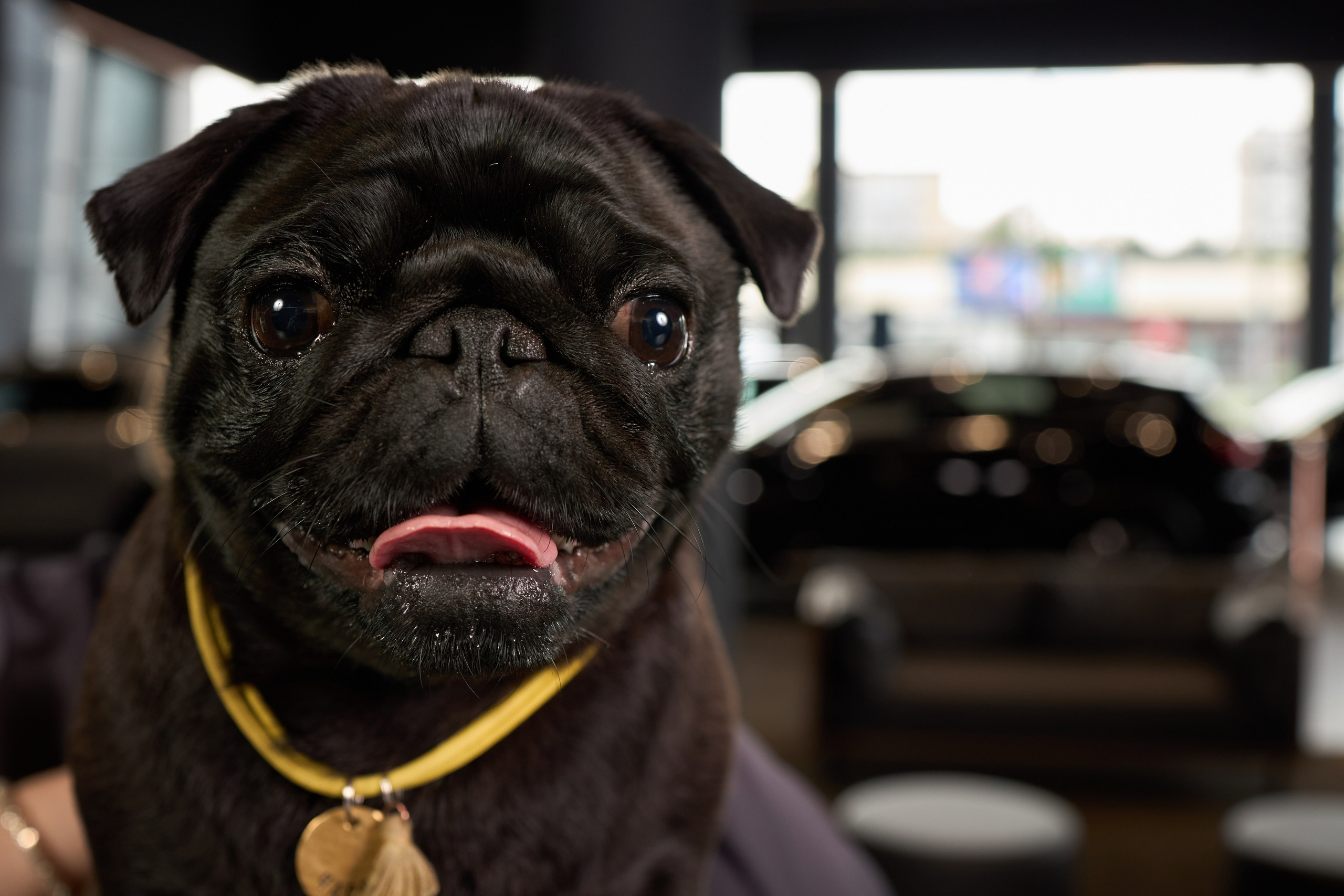 Exeed Pet friendly. Фотограф Михаил Стенин