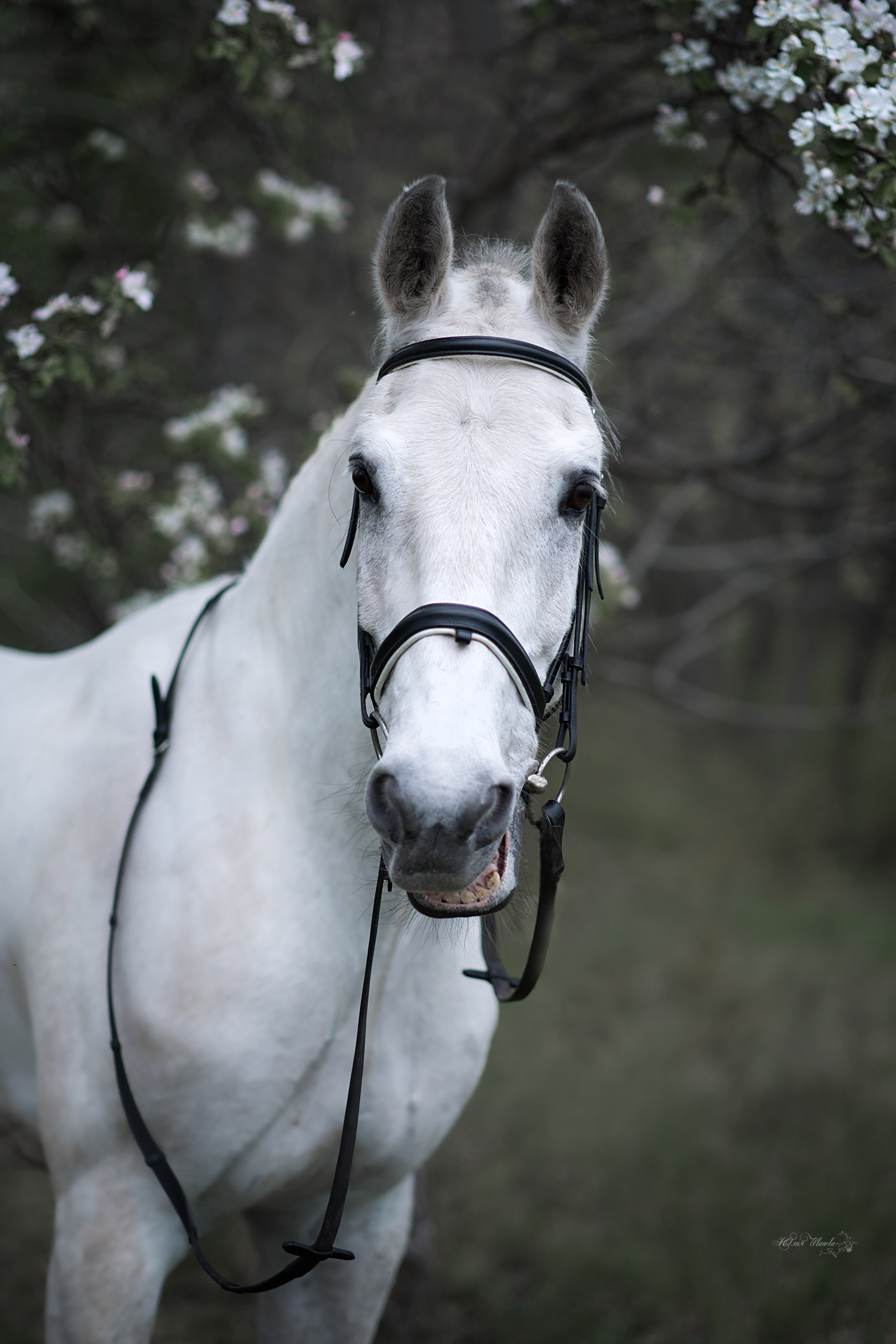 Лошади. Конный фотограф в Саратове Юлия Иванова