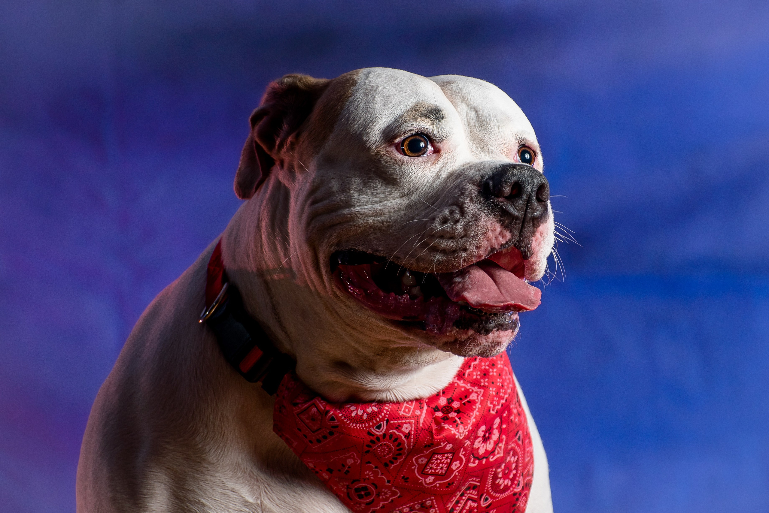 Фотограф собак. Фотограф Макс Огурцов в Нижнем Новгороде