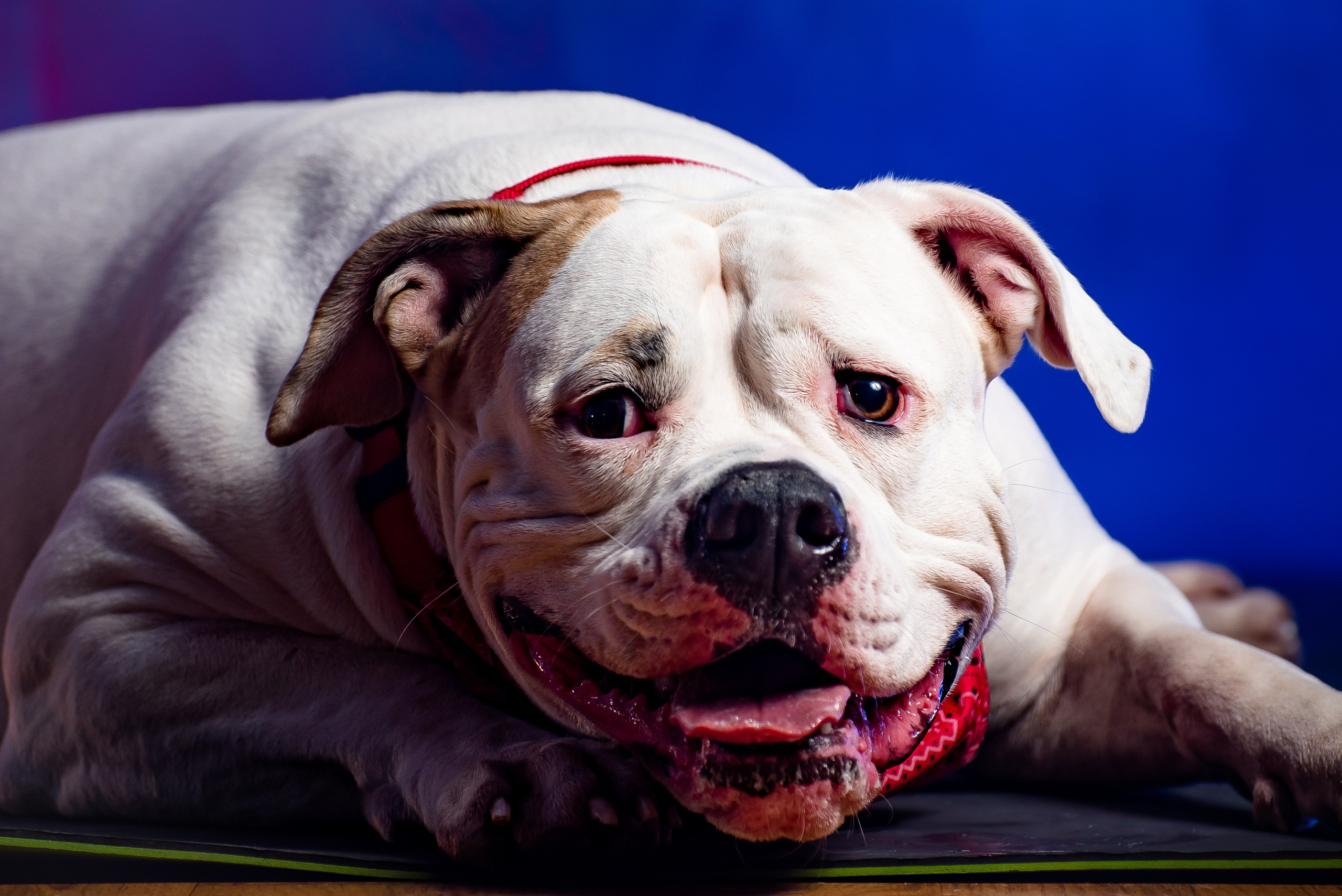 Фотограф собак. Фотограф Макс Огурцов в Нижнем Новгороде